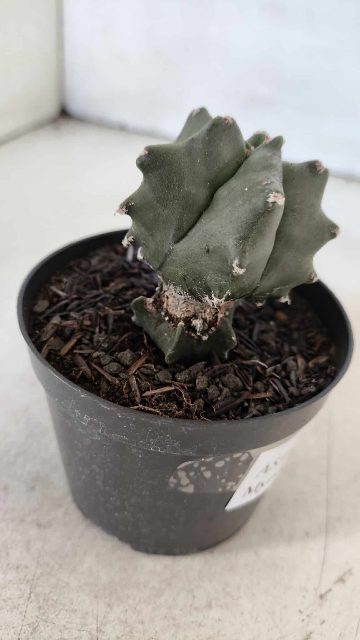 ASTROPHYTUM MYRIOSTIGMA Nº 1004 – vaso 09