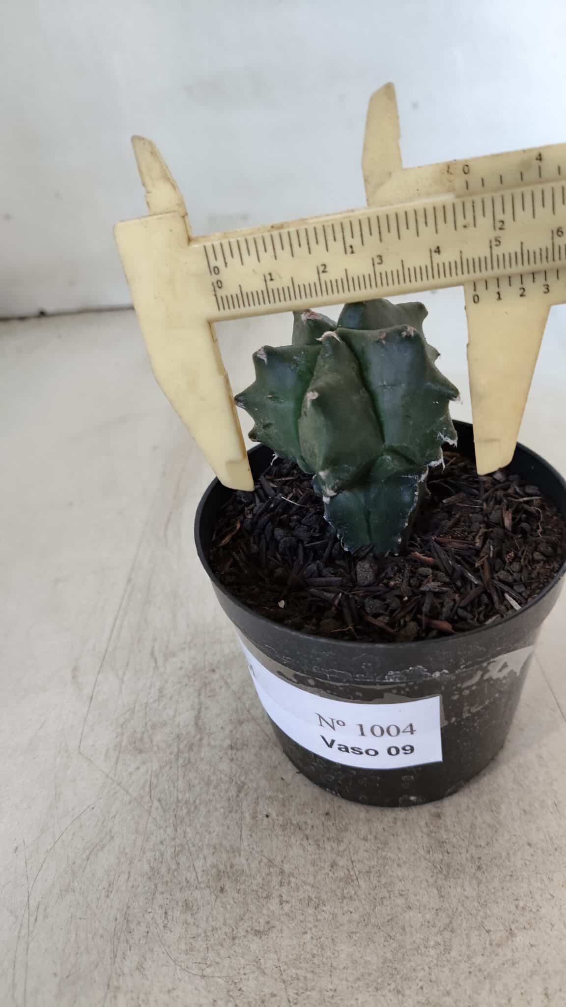 ASTROPHYTUM MYRIOSTIGMA Nº 1004 – vaso 09