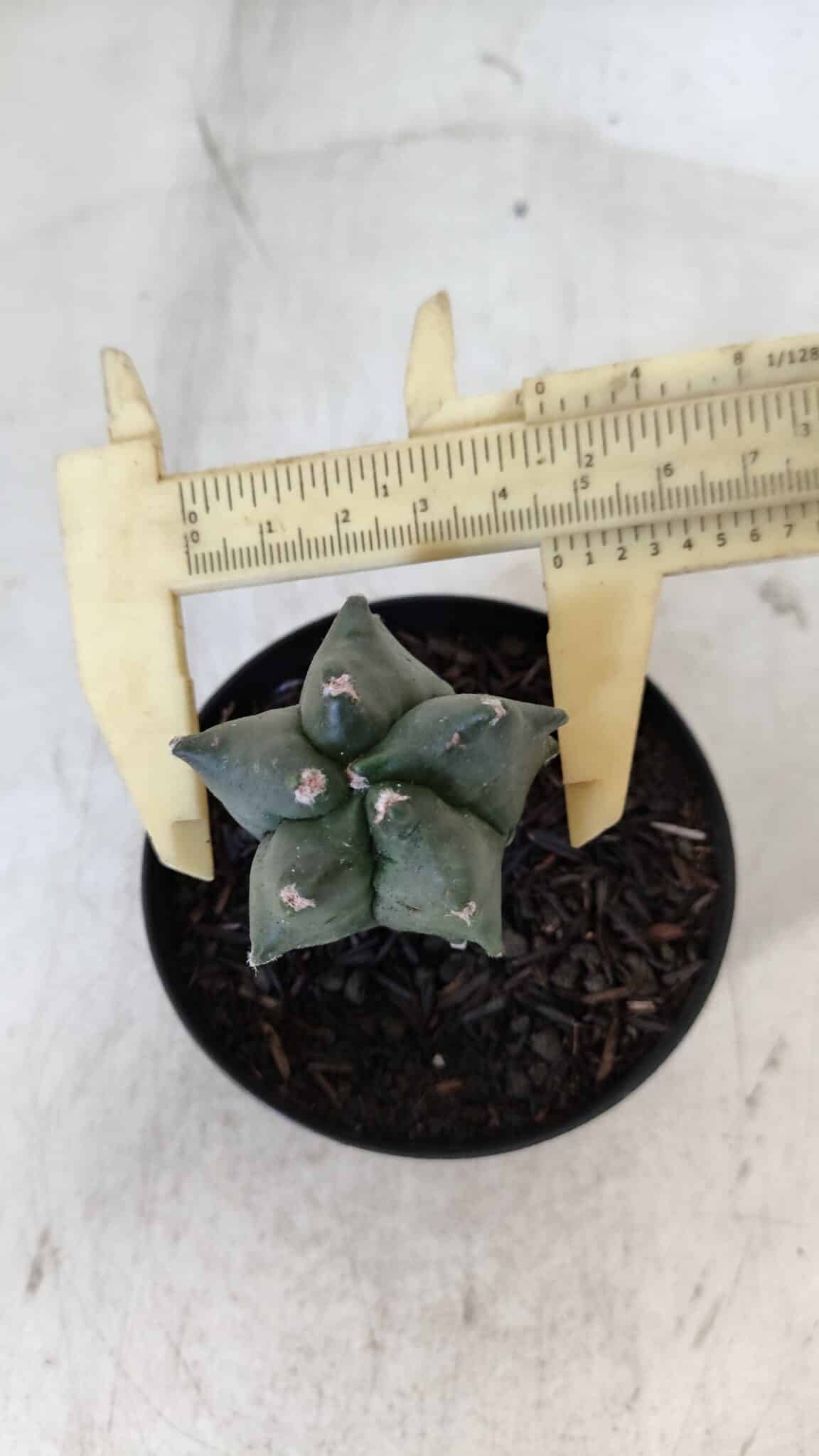 ASTROPHYTUM MYRIOSTIGMA Nº 1004 – vaso 09