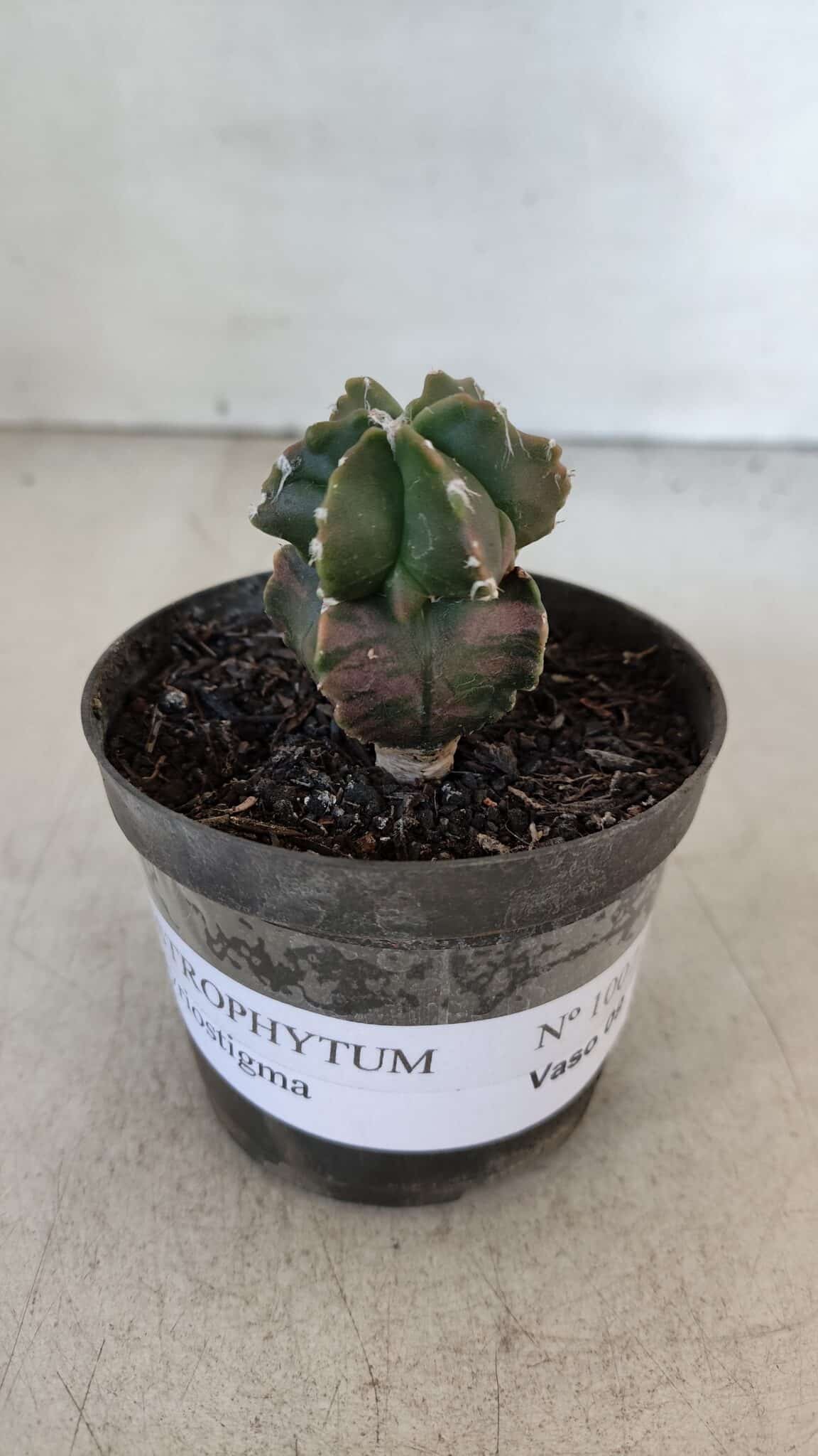 ASTROPHYTUM MYRIOSTIGMA Nº 1007 – vaso 09