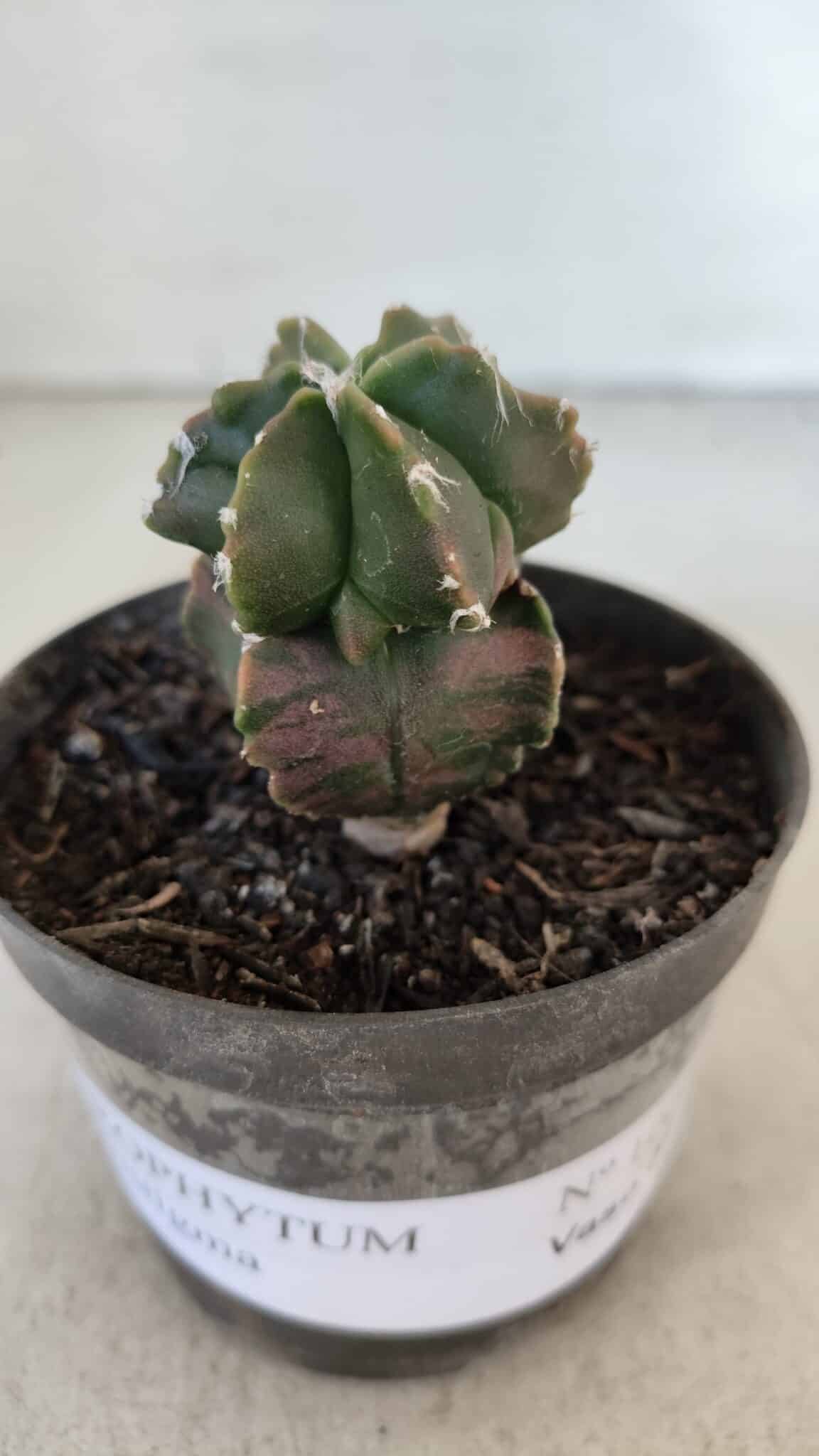 ASTROPHYTUM MYRIOSTIGMA Nº 1007 – vaso 09