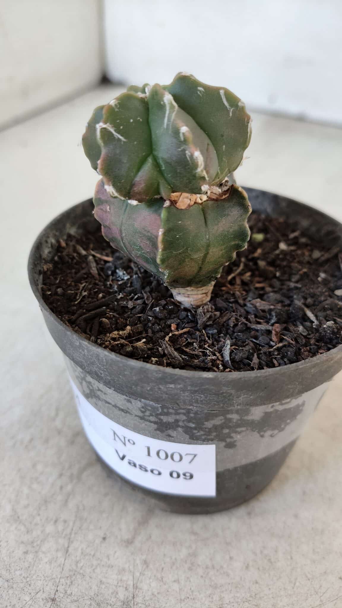 ASTROPHYTUM MYRIOSTIGMA Nº 1007 – vaso 09
