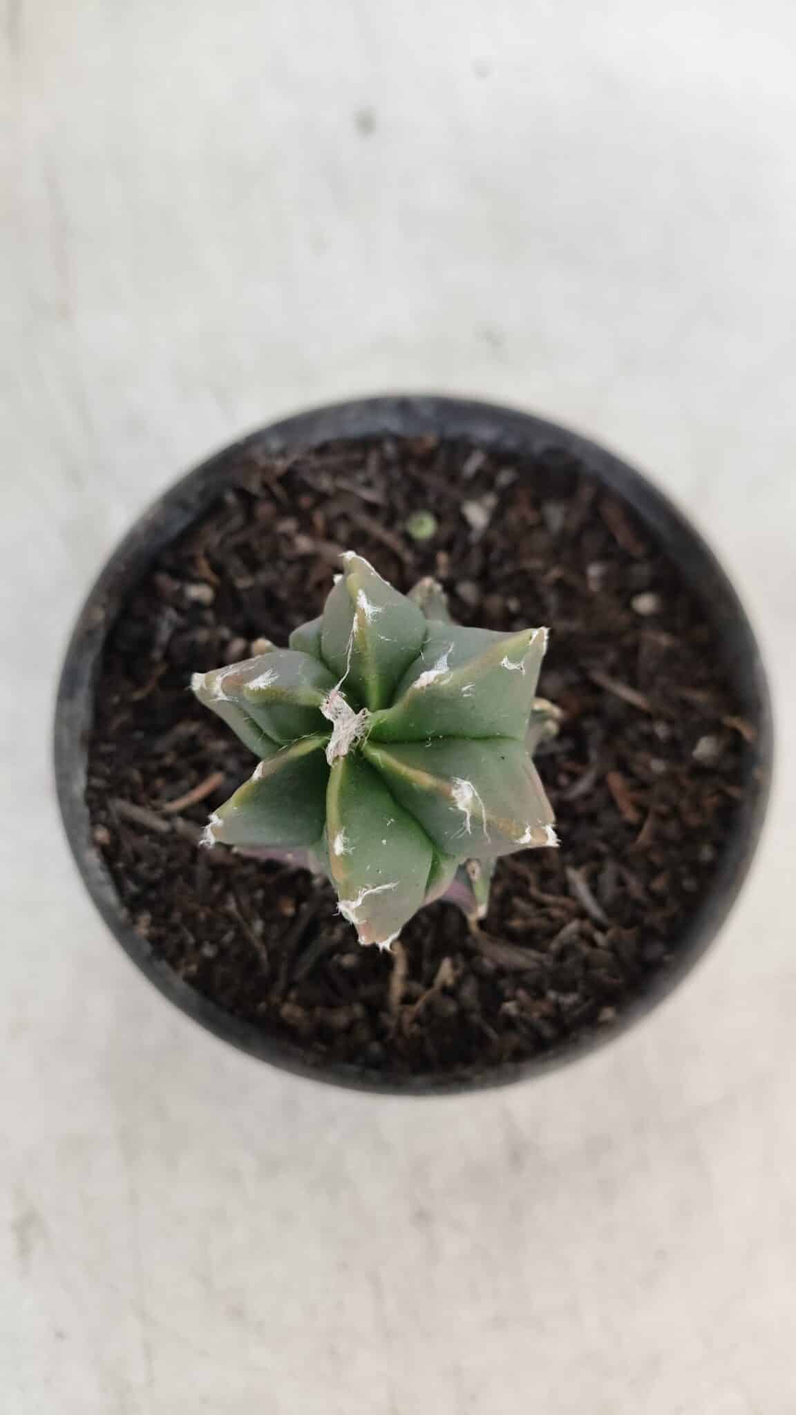 ASTROPHYTUM MYRIOSTIGMA Nº 1007 – vaso 09
