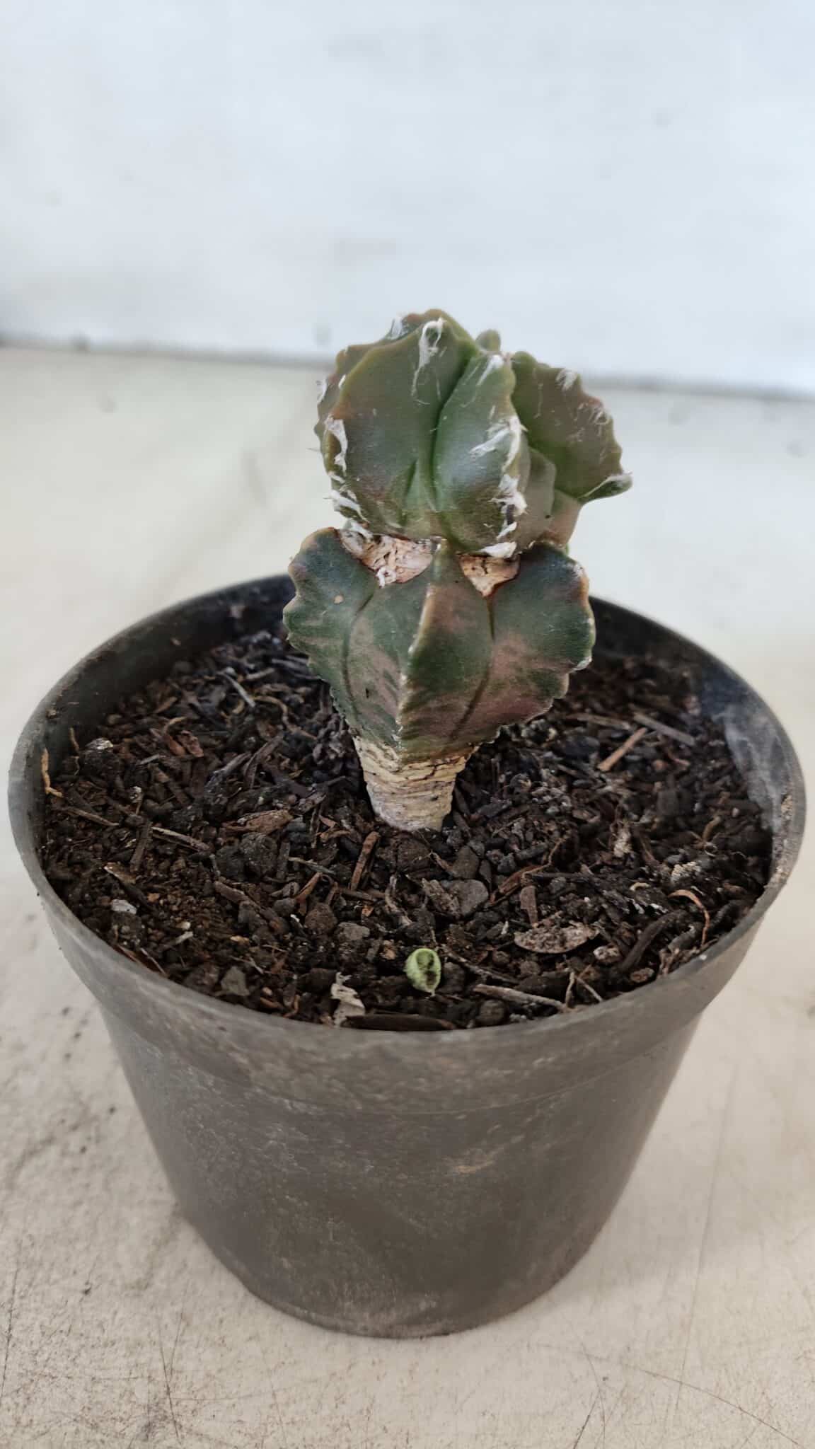 ASTROPHYTUM MYRIOSTIGMA Nº 1007 – vaso 09