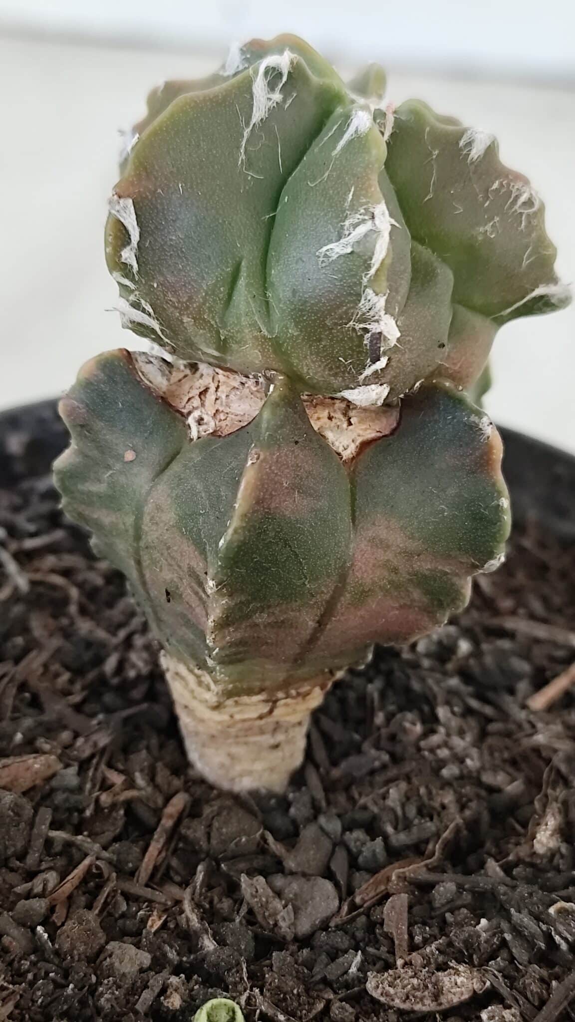 ASTROPHYTUM MYRIOSTIGMA Nº 1007 – vaso 09