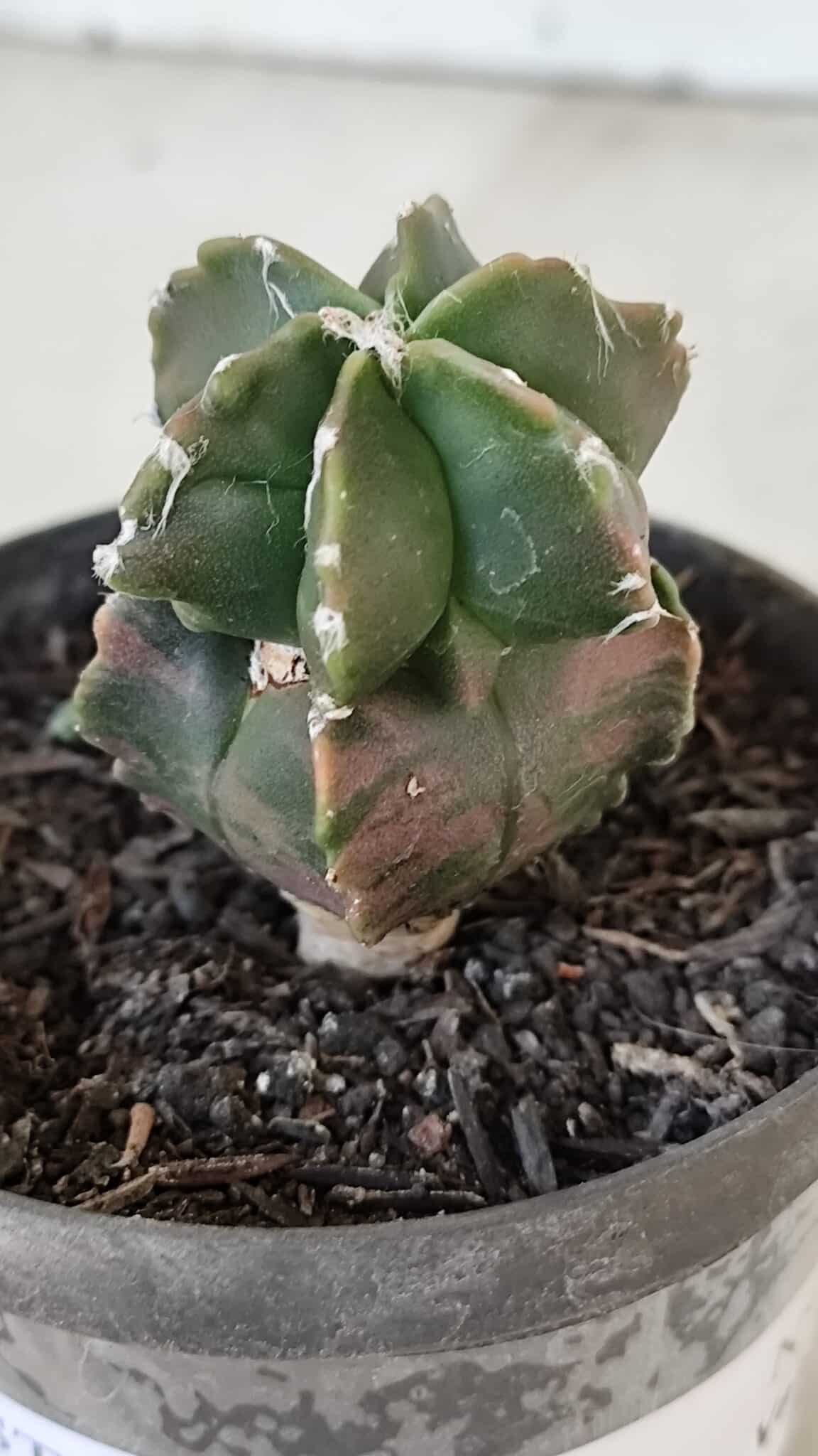 ASTROPHYTUM MYRIOSTIGMA Nº 1007 – vaso 09