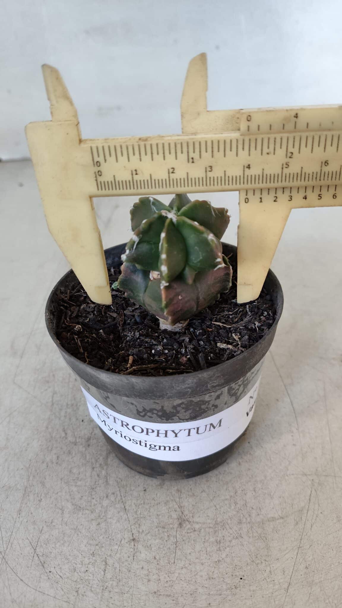 ASTROPHYTUM MYRIOSTIGMA Nº 1007 – vaso 09