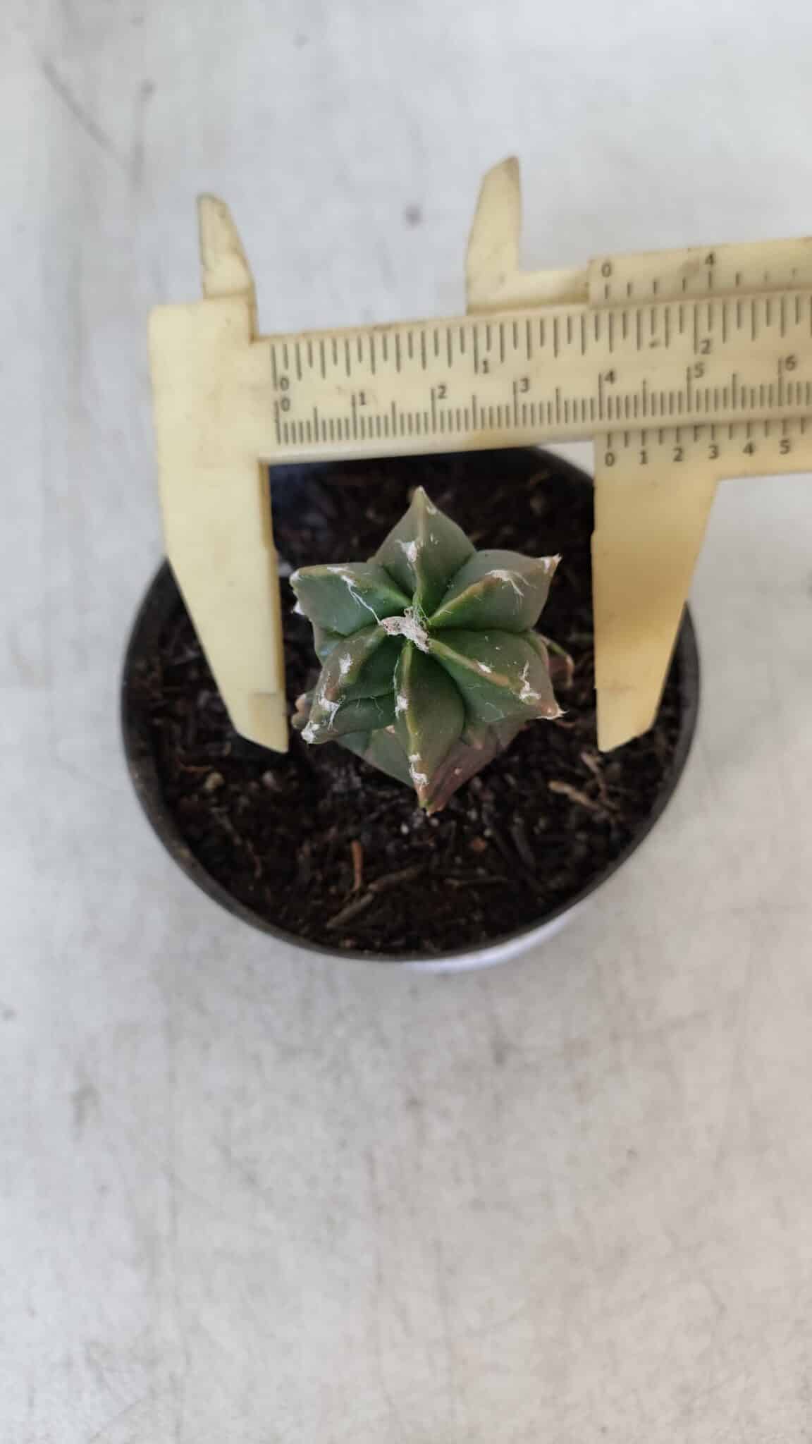 ASTROPHYTUM MYRIOSTIGMA Nº 1007 – vaso 09