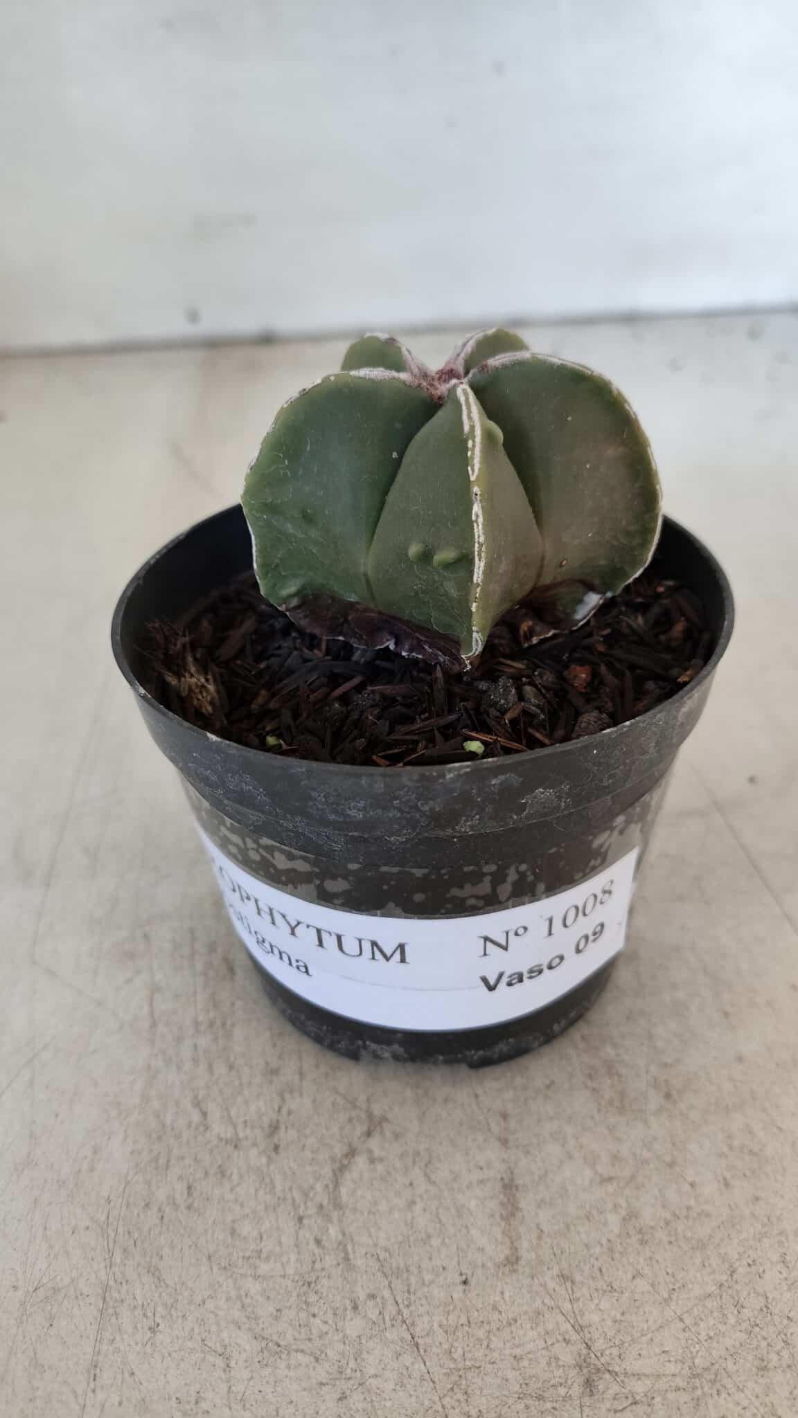 ASTROPHYTUM MYRIOSTIGMA Nº 1008 – vaso 09