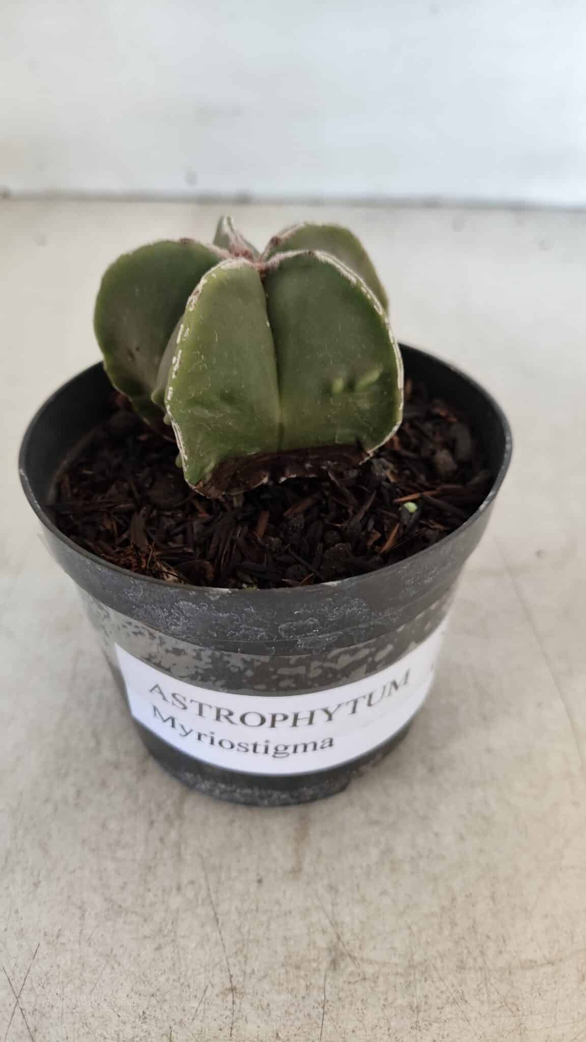 ASTROPHYTUM MYRIOSTIGMA Nº 1008 – vaso 09