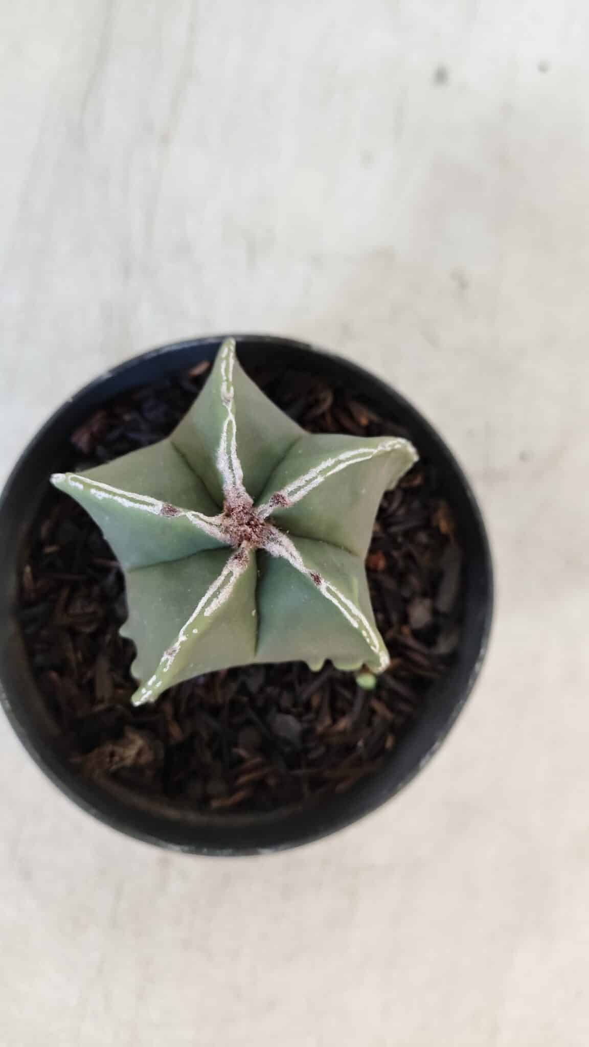ASTROPHYTUM MYRIOSTIGMA Nº 1008 – vaso 09