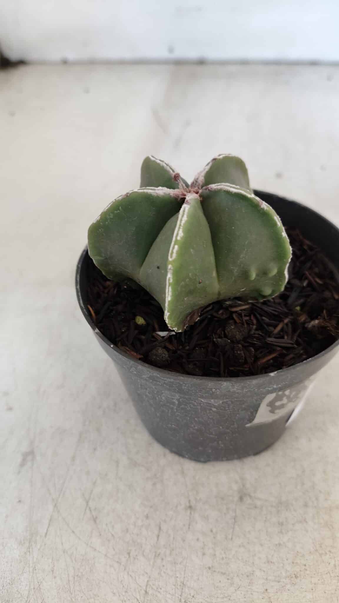 ASTROPHYTUM MYRIOSTIGMA Nº 1008 – vaso 09