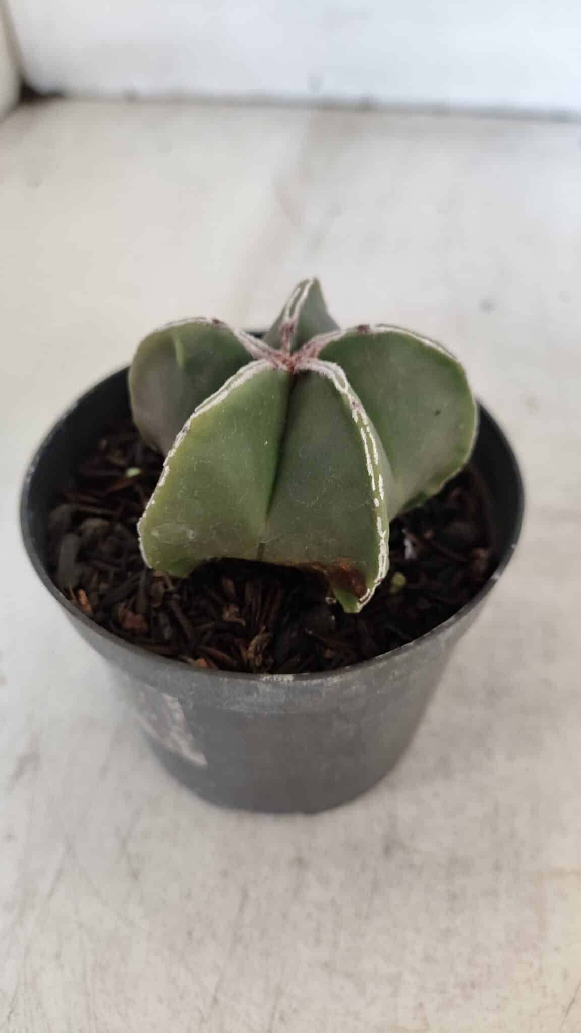 ASTROPHYTUM MYRIOSTIGMA Nº 1008 – vaso 09