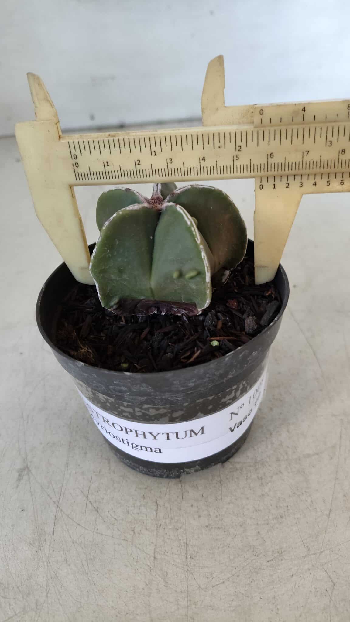 ASTROPHYTUM MYRIOSTIGMA Nº 1008 – vaso 09