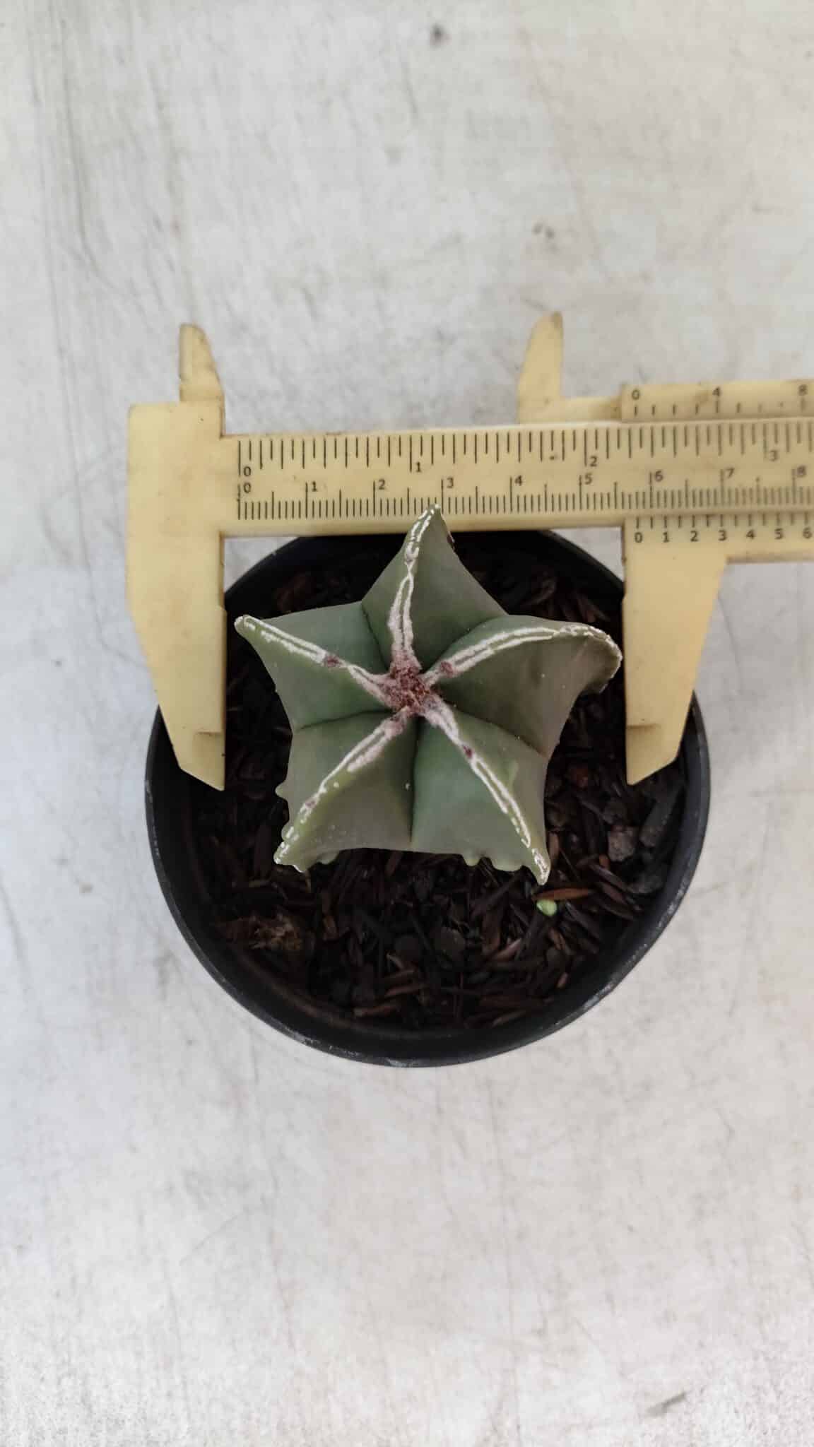 ASTROPHYTUM MYRIOSTIGMA Nº 1008 – vaso 09