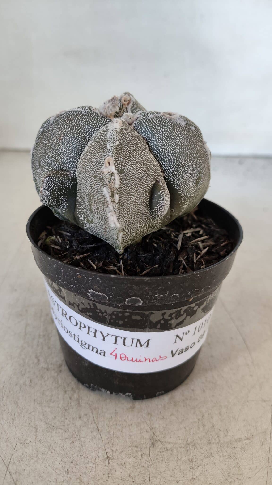 ASTROPHYTUM MYRIOSTIGMA "4 Quinas" Nº 1010 – vaso 09