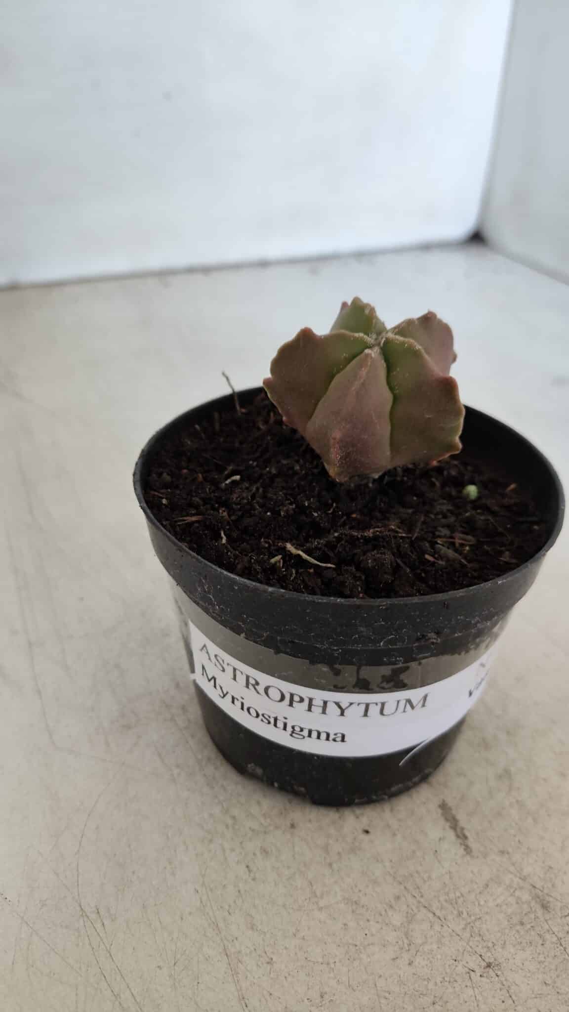 ASTROPHYTUM MYRIOSTIGMA Nº 1010 – vaso 09