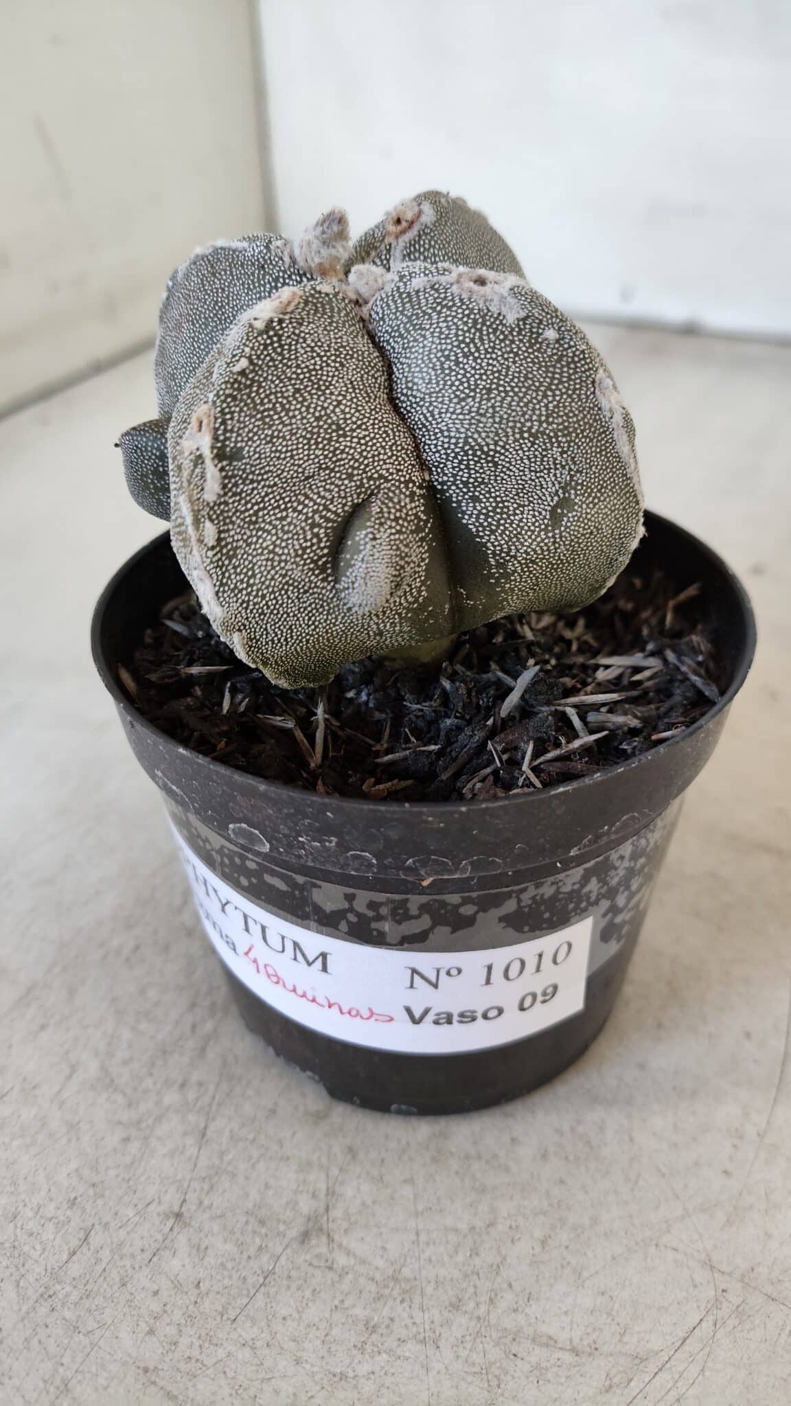 ASTROPHYTUM MYRIOSTIGMA "4 Quinas" Nº 1010 – vaso 09