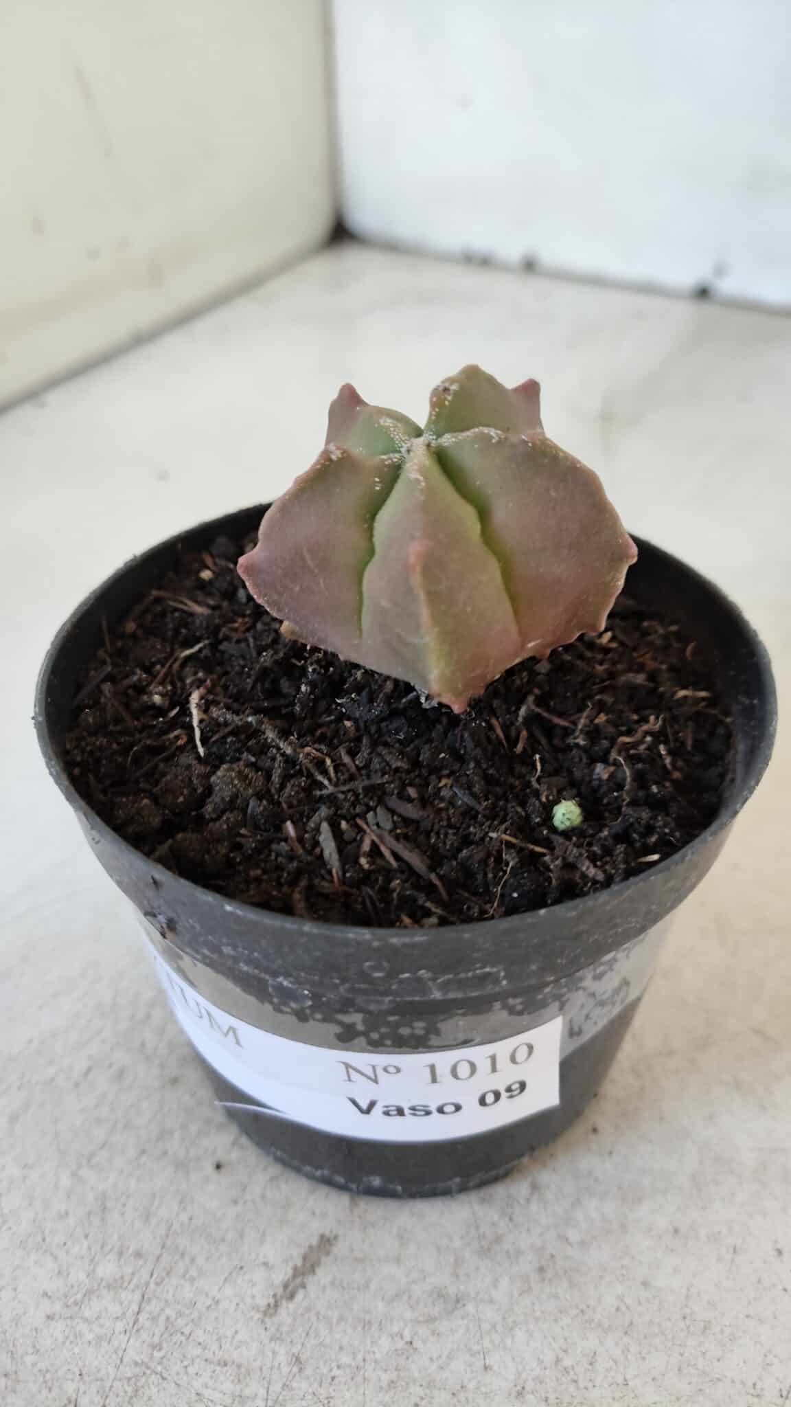 ASTROPHYTUM MYRIOSTIGMA Nº 1010 – vaso 09