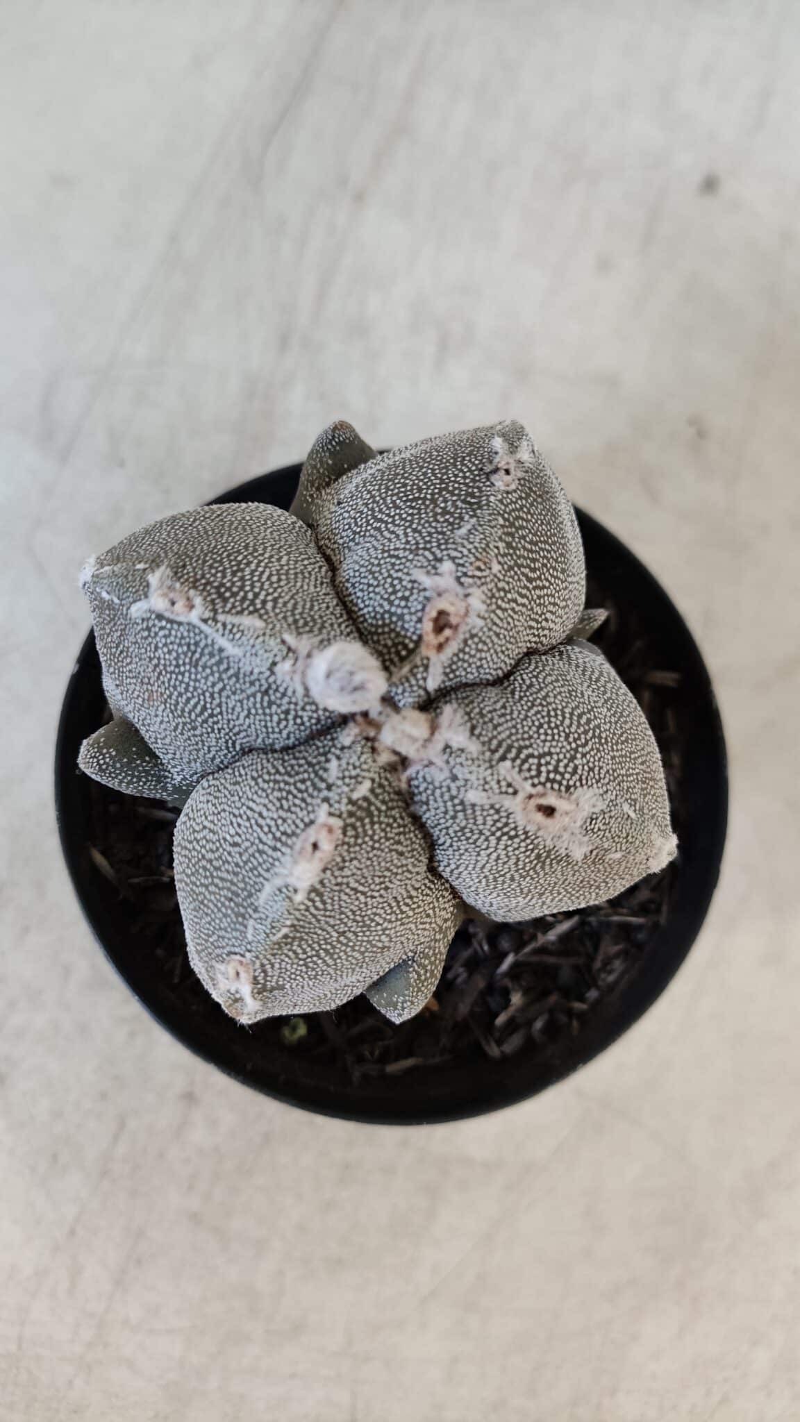 ASTROPHYTUM MYRIOSTIGMA "4 Quinas" Nº 1010 – vaso 09