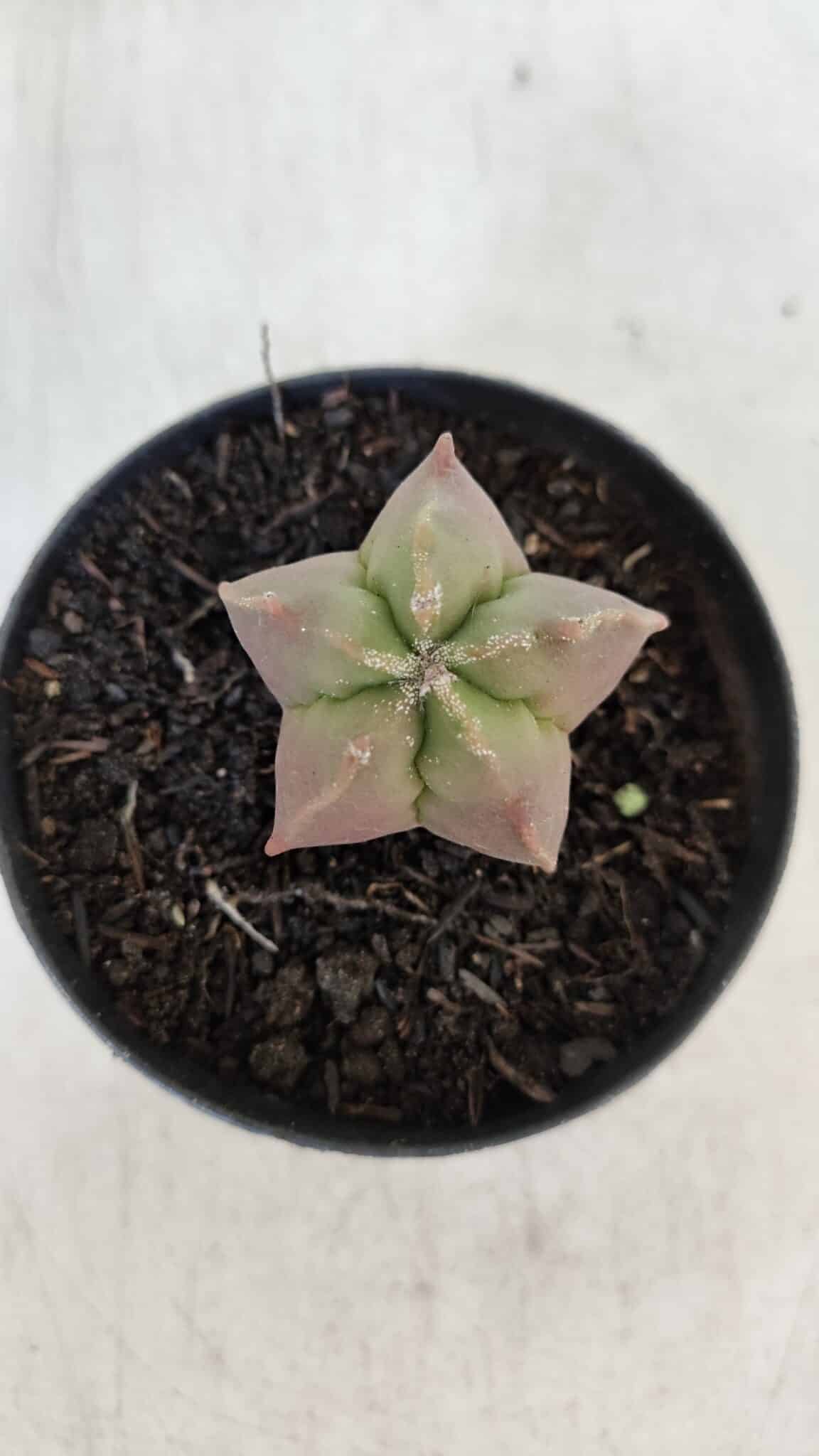 ASTROPHYTUM MYRIOSTIGMA Nº 1010 – vaso 09