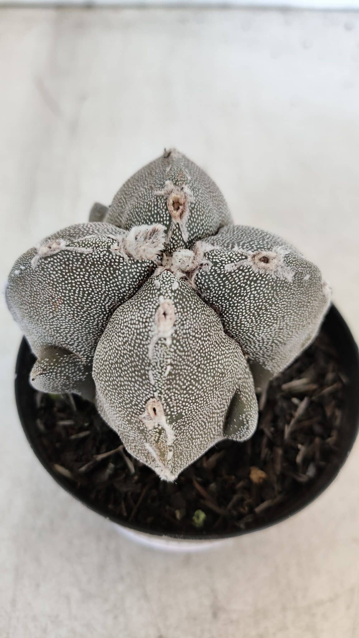ASTROPHYTUM MYRIOSTIGMA "4 Quinas" Nº 1010 – vaso 09