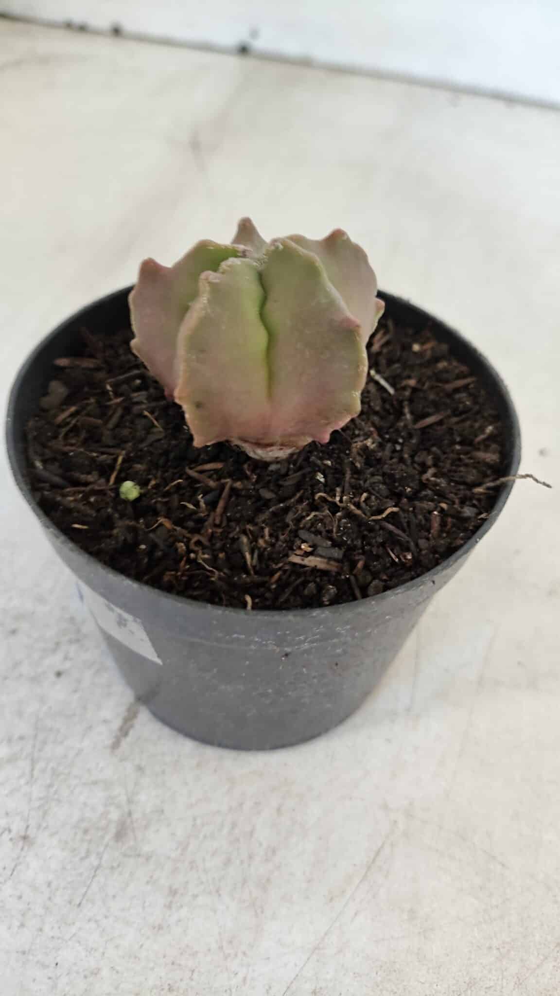 ASTROPHYTUM MYRIOSTIGMA Nº 1010 – vaso 09
