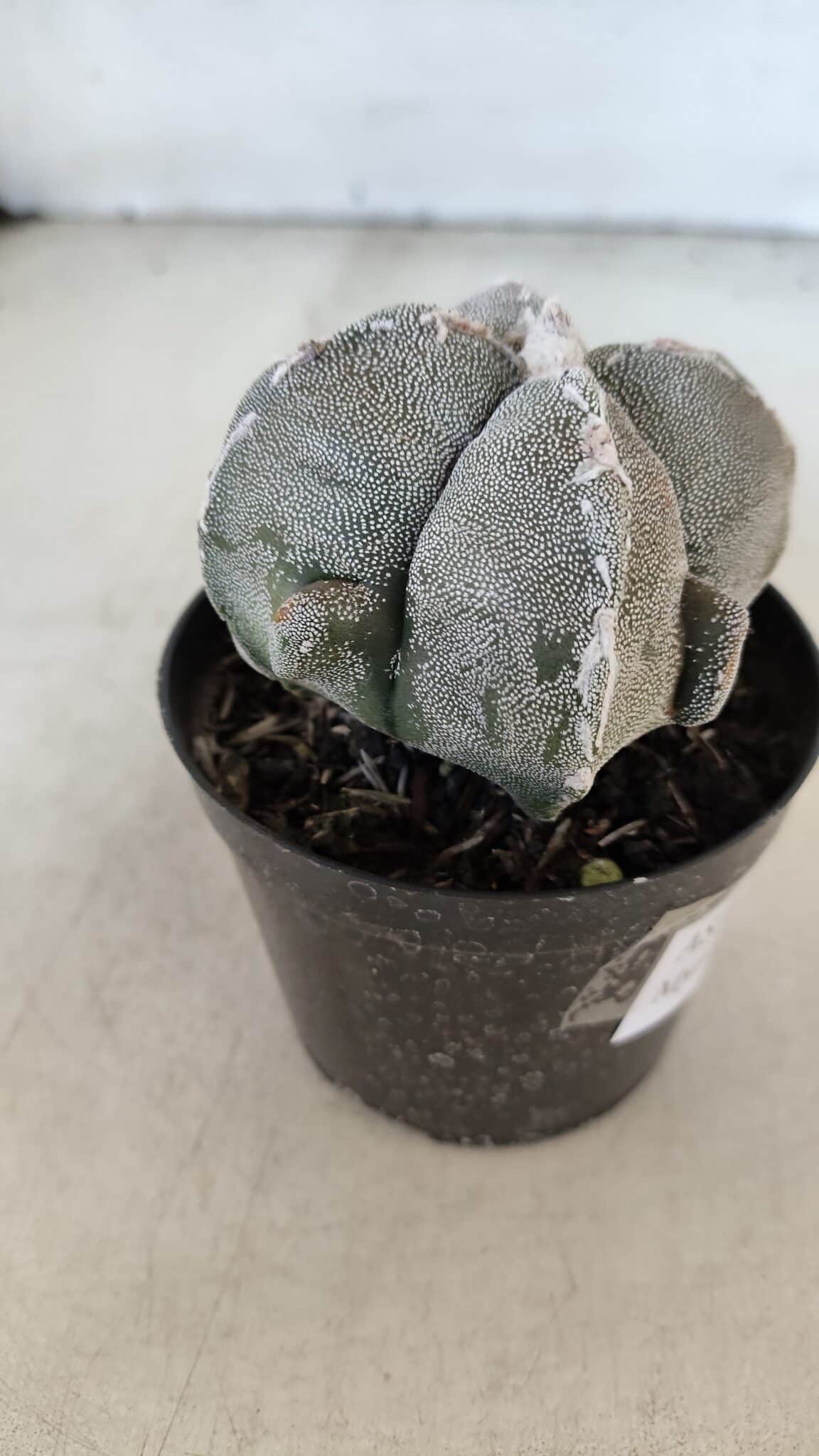 ASTROPHYTUM MYRIOSTIGMA "4 Quinas" Nº 1010 – vaso 09