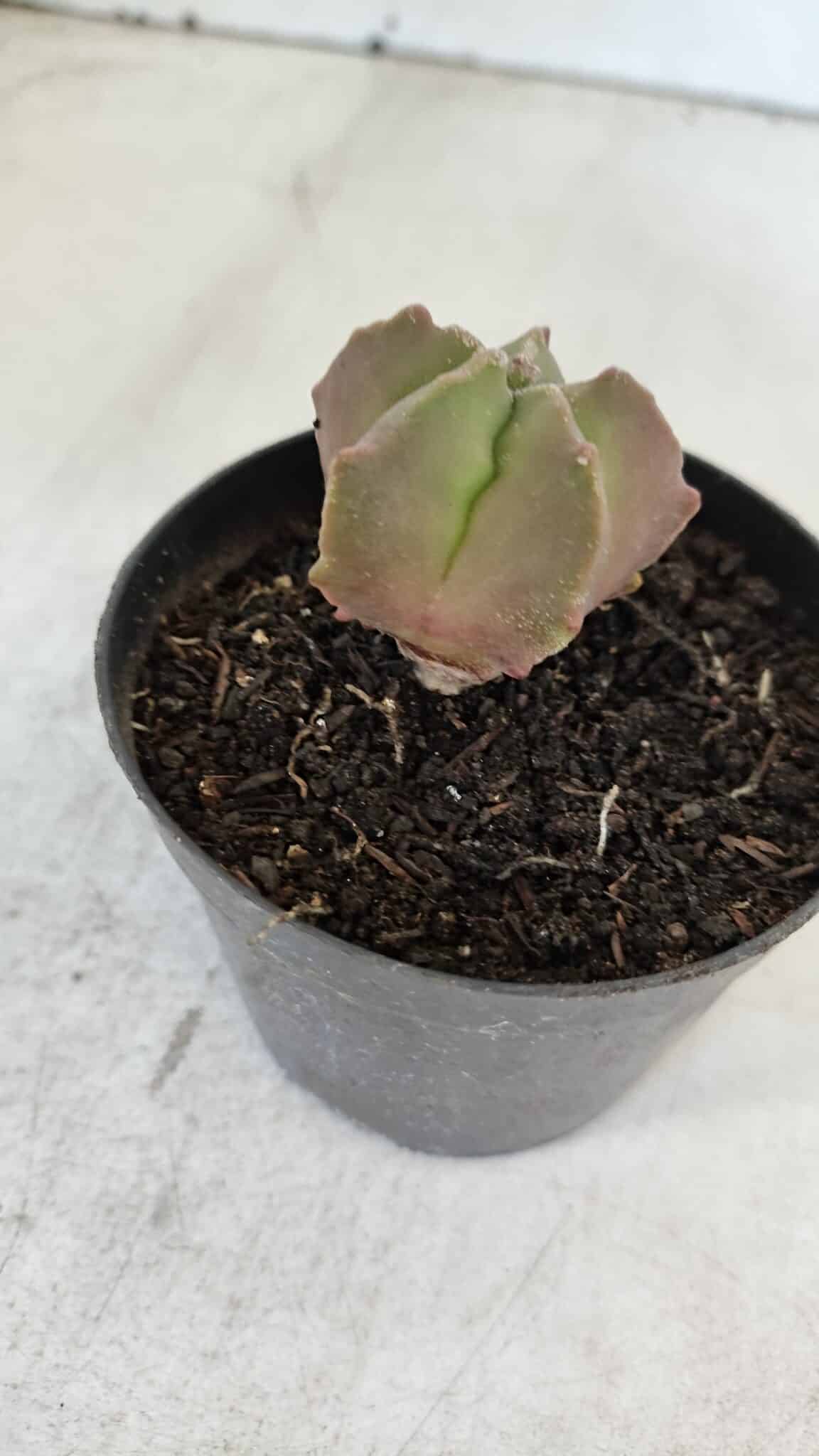 ASTROPHYTUM MYRIOSTIGMA Nº 1010 – vaso 09