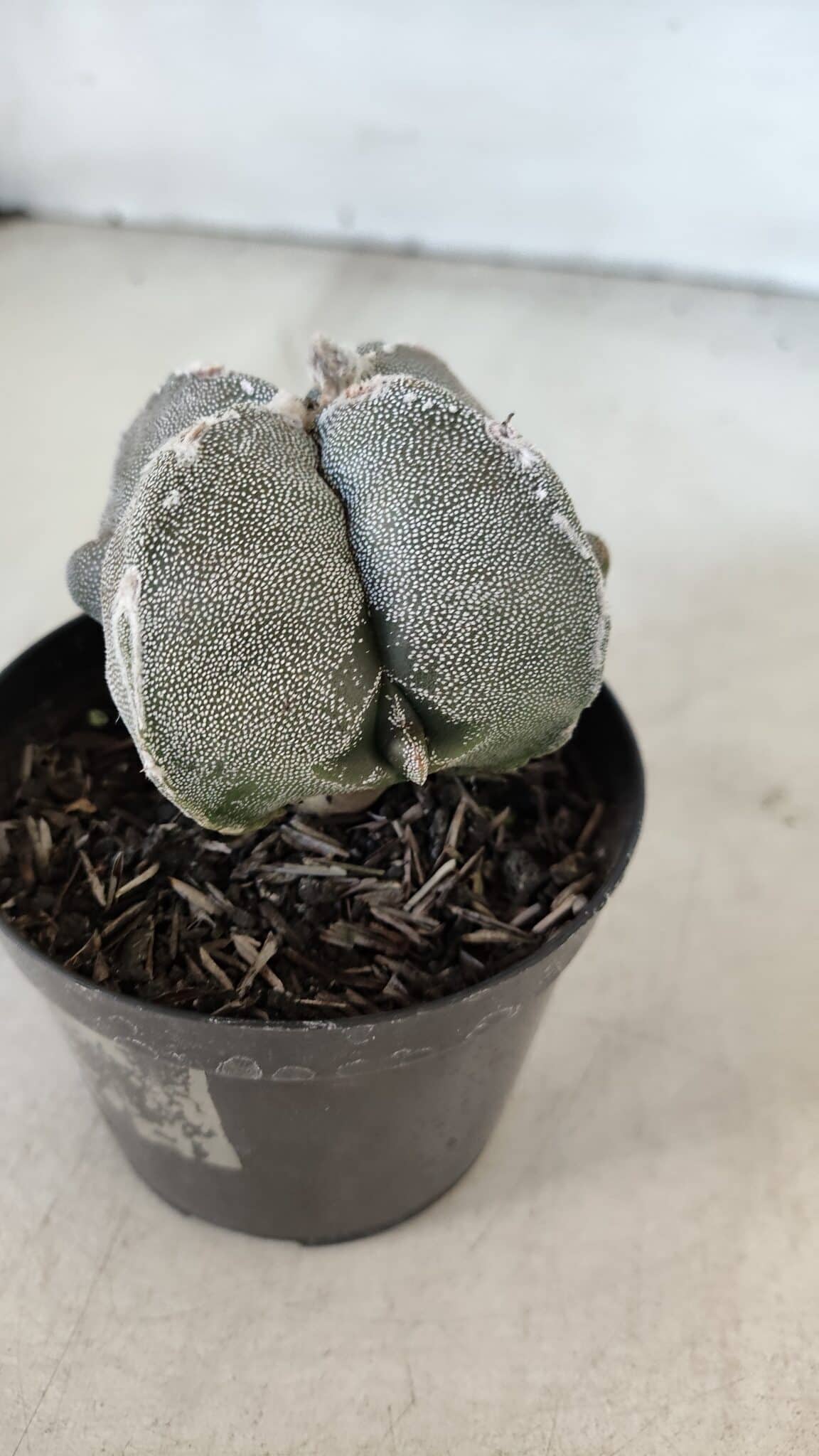 ASTROPHYTUM MYRIOSTIGMA "4 Quinas" Nº 1010 – vaso 09