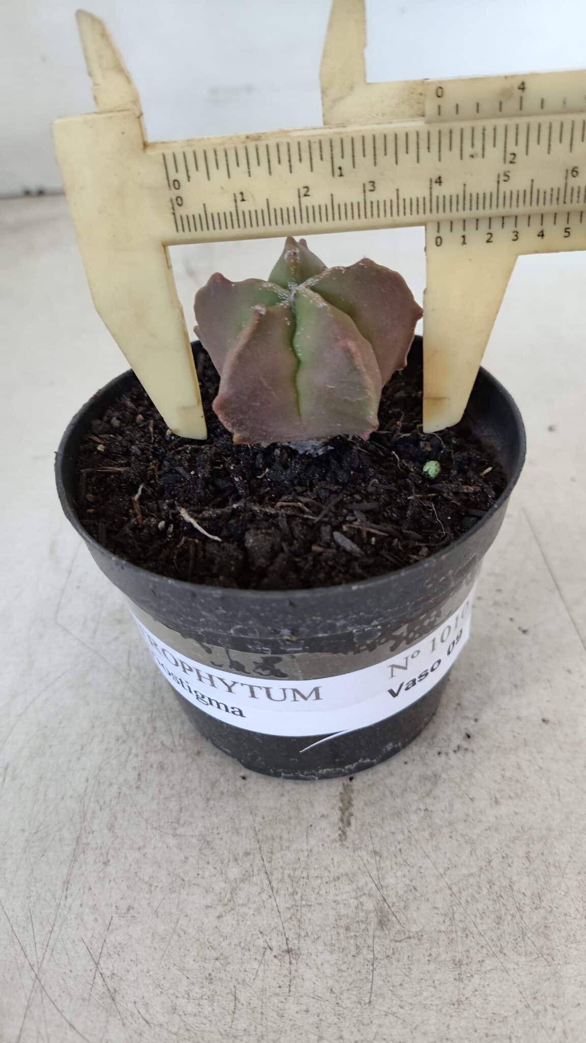 ASTROPHYTUM MYRIOSTIGMA Nº 1010 – vaso 09