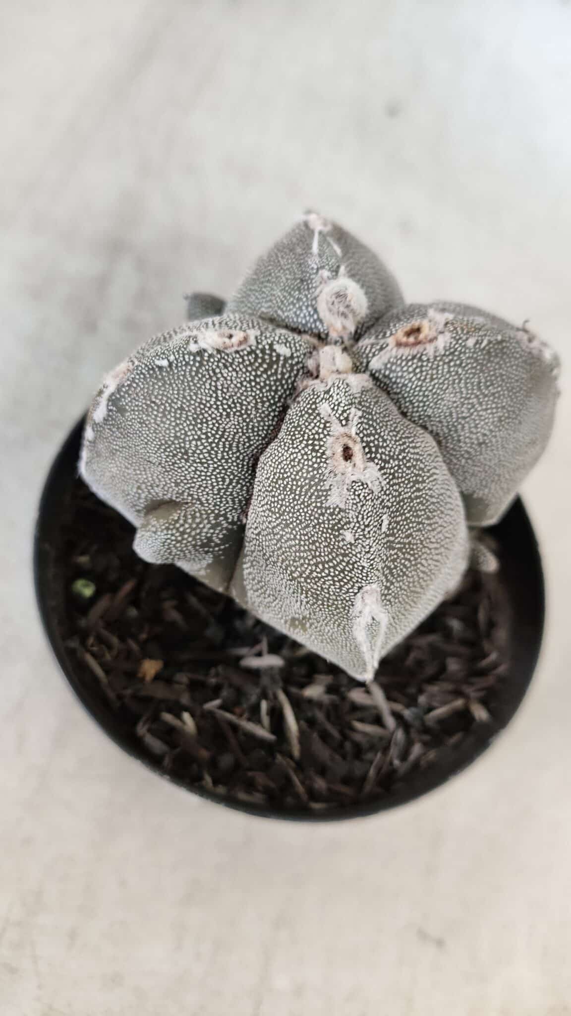 ASTROPHYTUM MYRIOSTIGMA "4 Quinas" Nº 1010 – vaso 09