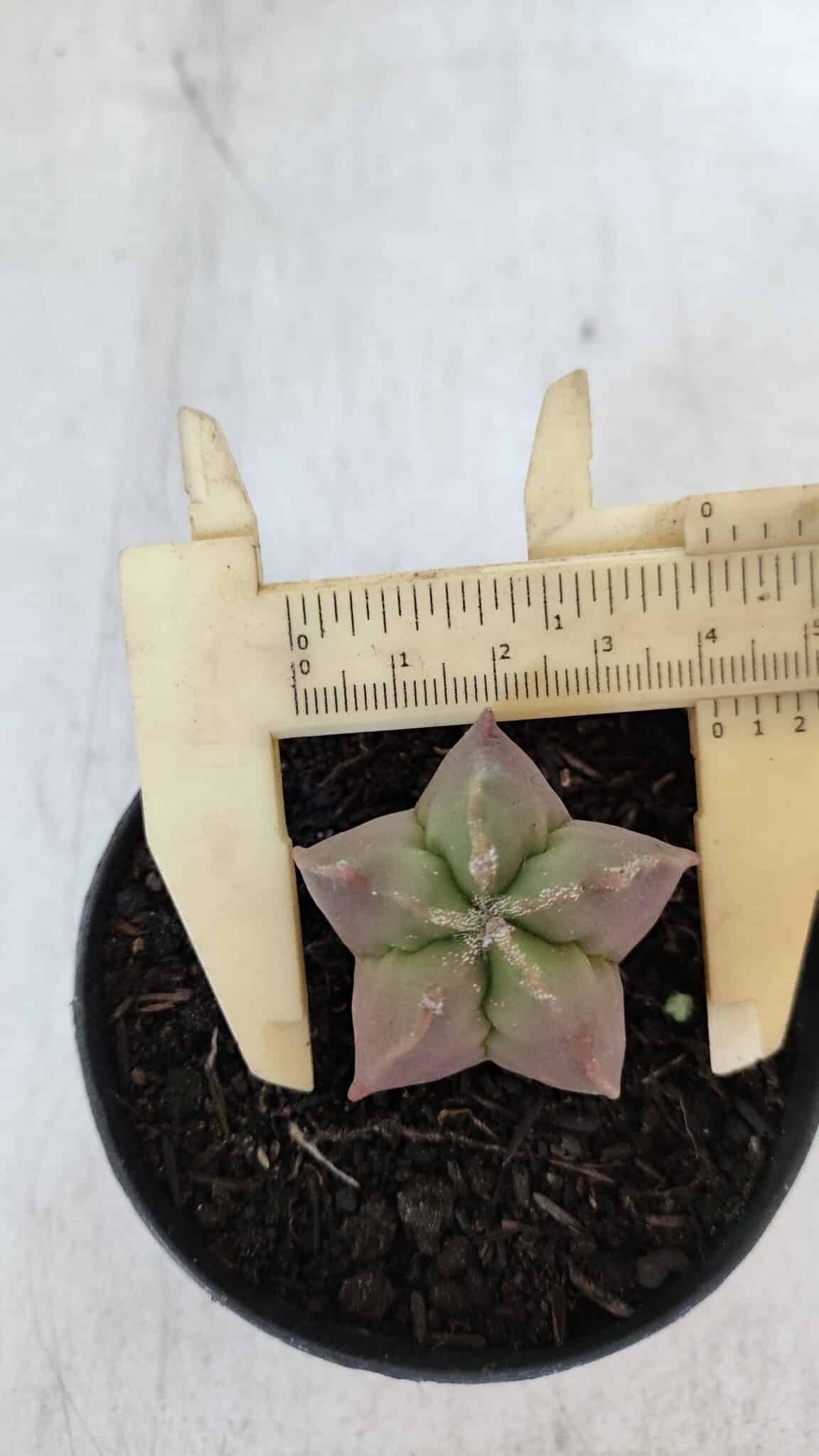 ASTROPHYTUM MYRIOSTIGMA Nº 1010 – vaso 09