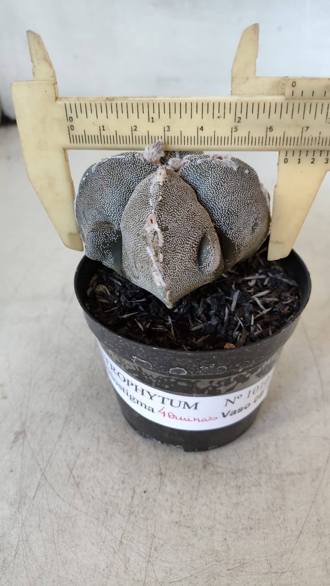 ASTROPHYTUM MYRIOSTIGMA "4 Quinas" Nº 1010 – vaso 09