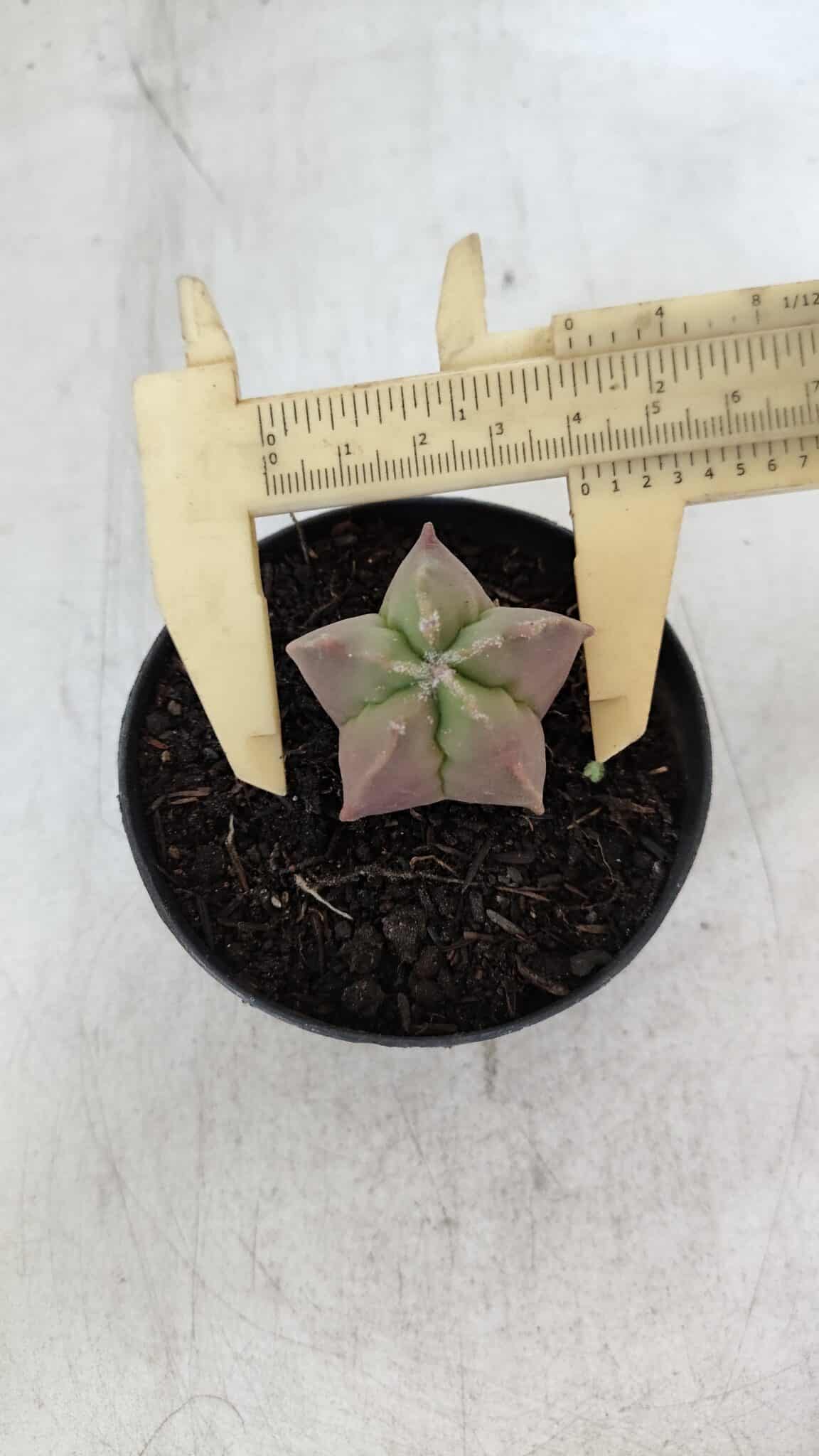 ASTROPHYTUM MYRIOSTIGMA Nº 1010 – vaso 09