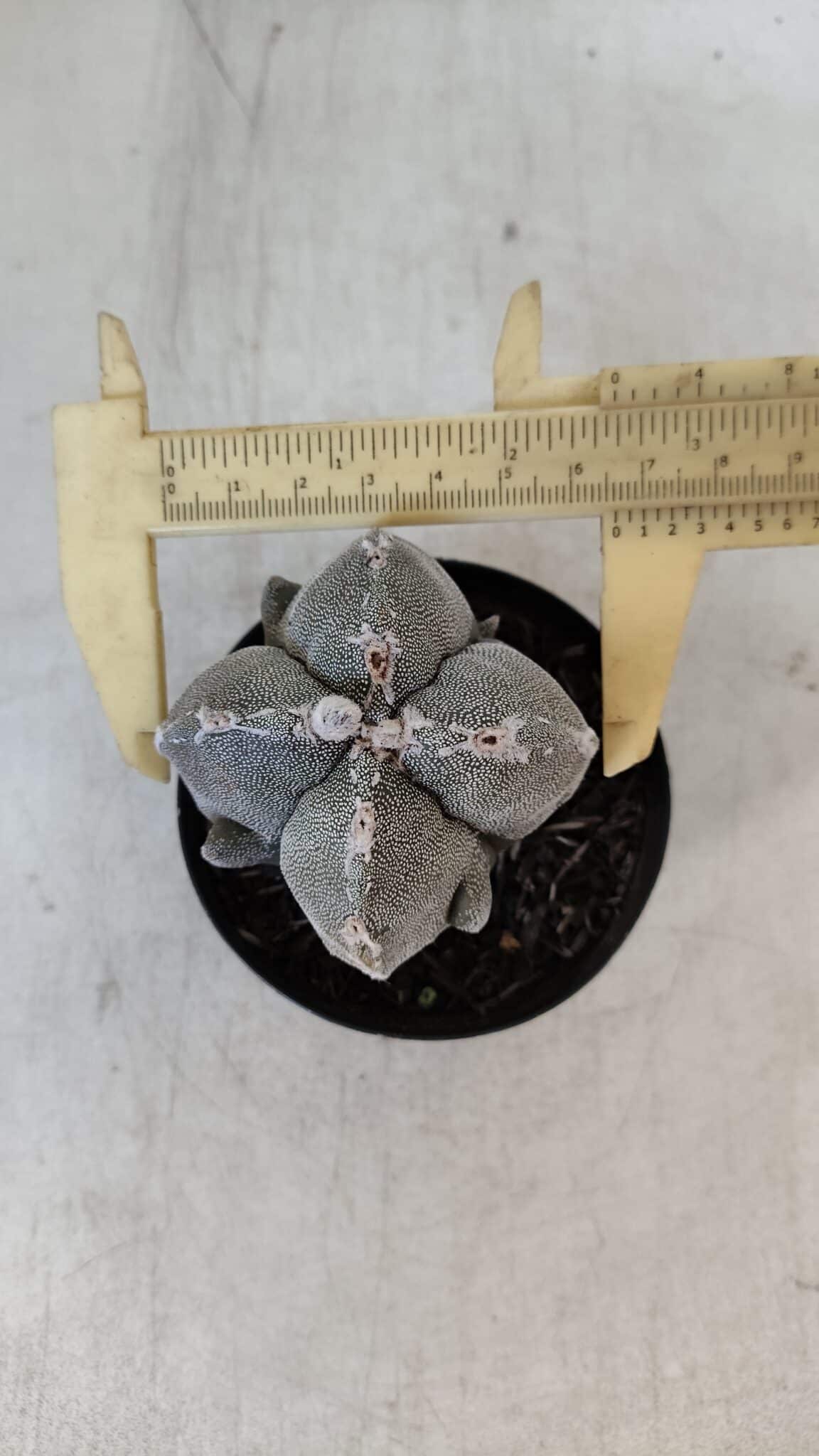 ASTROPHYTUM MYRIOSTIGMA "4 Quinas" Nº 1010 – vaso 09