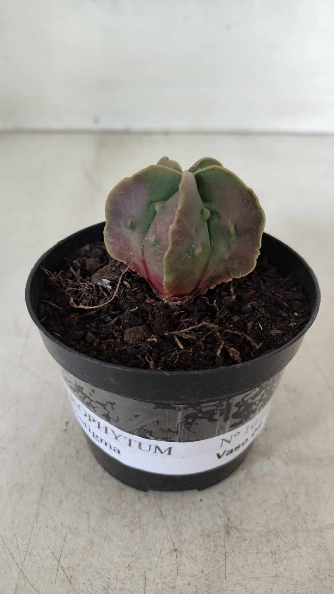ASTROPHYTUM MYRIOSTIGMA Nº 1011 – vaso 09
