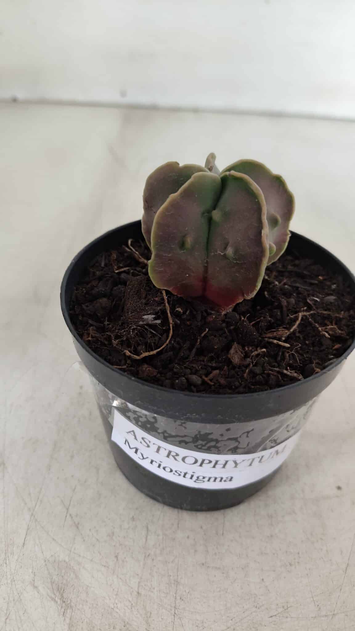 ASTROPHYTUM MYRIOSTIGMA Nº 1011 – vaso 09