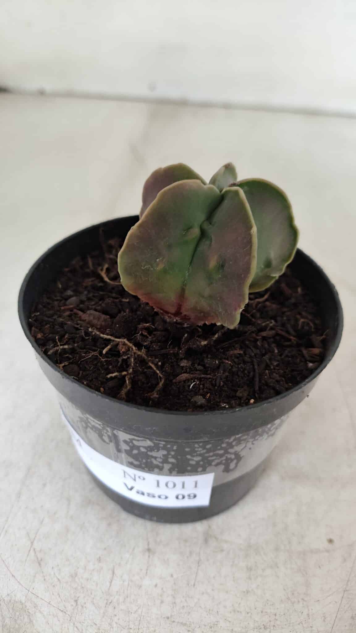 ASTROPHYTUM MYRIOSTIGMA Nº 1011 – vaso 09