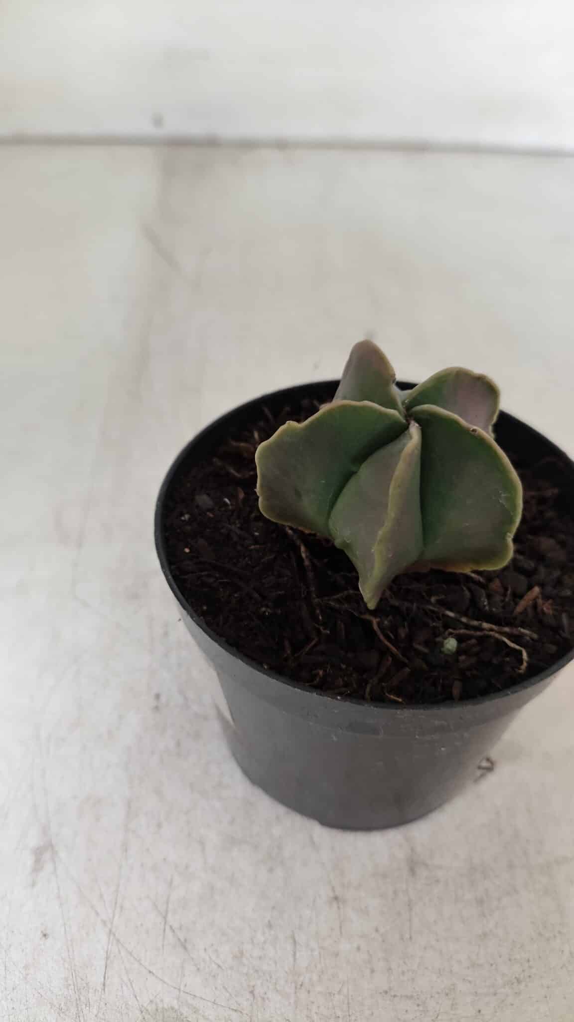 ASTROPHYTUM MYRIOSTIGMA Nº 1011 – vaso 09