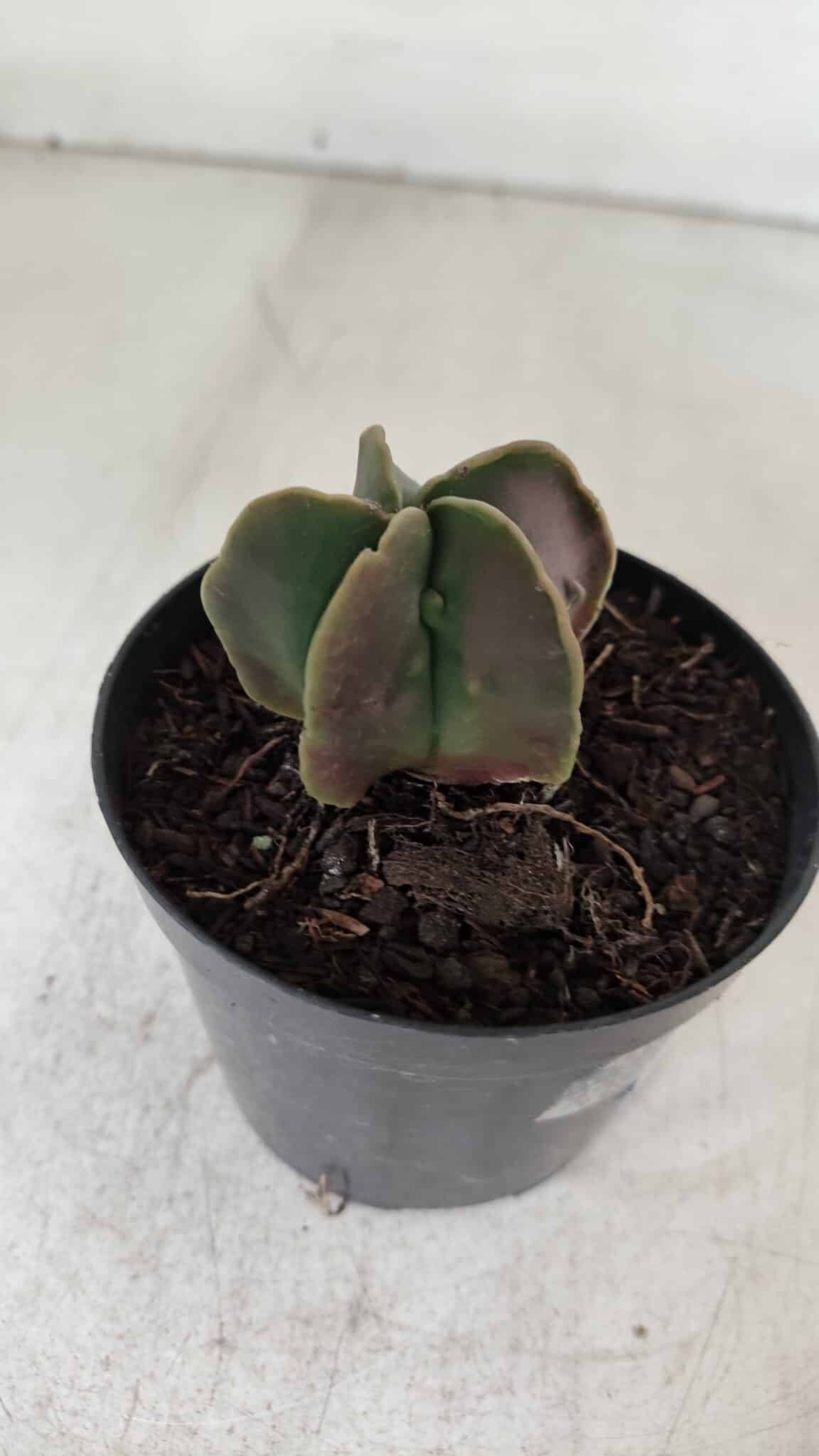 ASTROPHYTUM MYRIOSTIGMA Nº 1011 – vaso 09