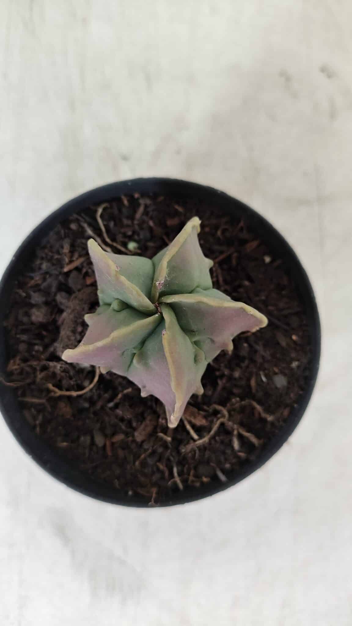 ASTROPHYTUM MYRIOSTIGMA Nº 1011 – vaso 09