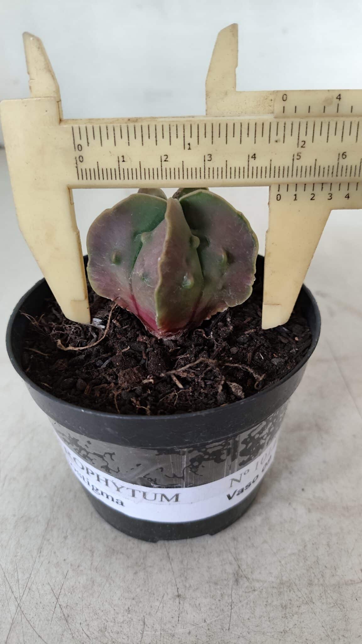 ASTROPHYTUM MYRIOSTIGMA Nº 1011 – vaso 09