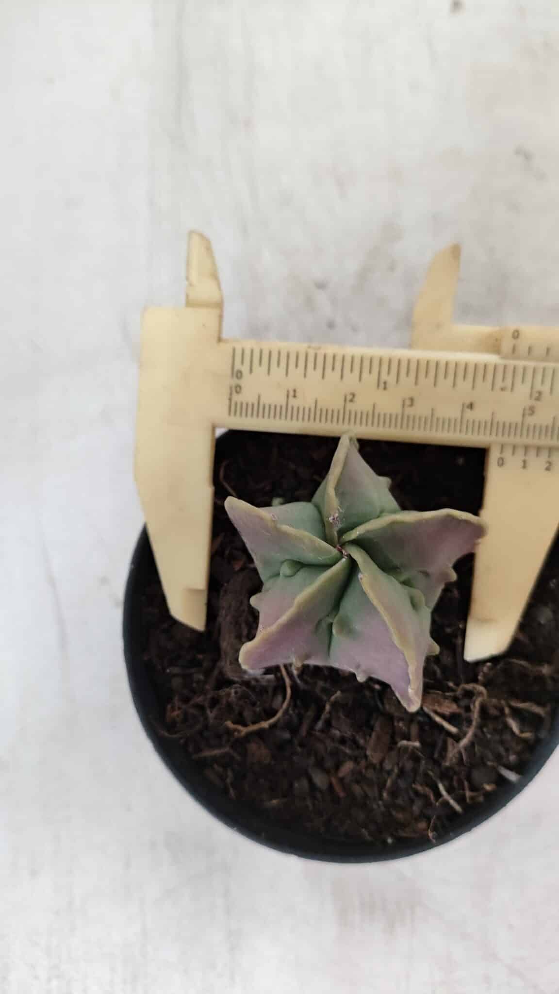 ASTROPHYTUM MYRIOSTIGMA Nº 1011 – vaso 09