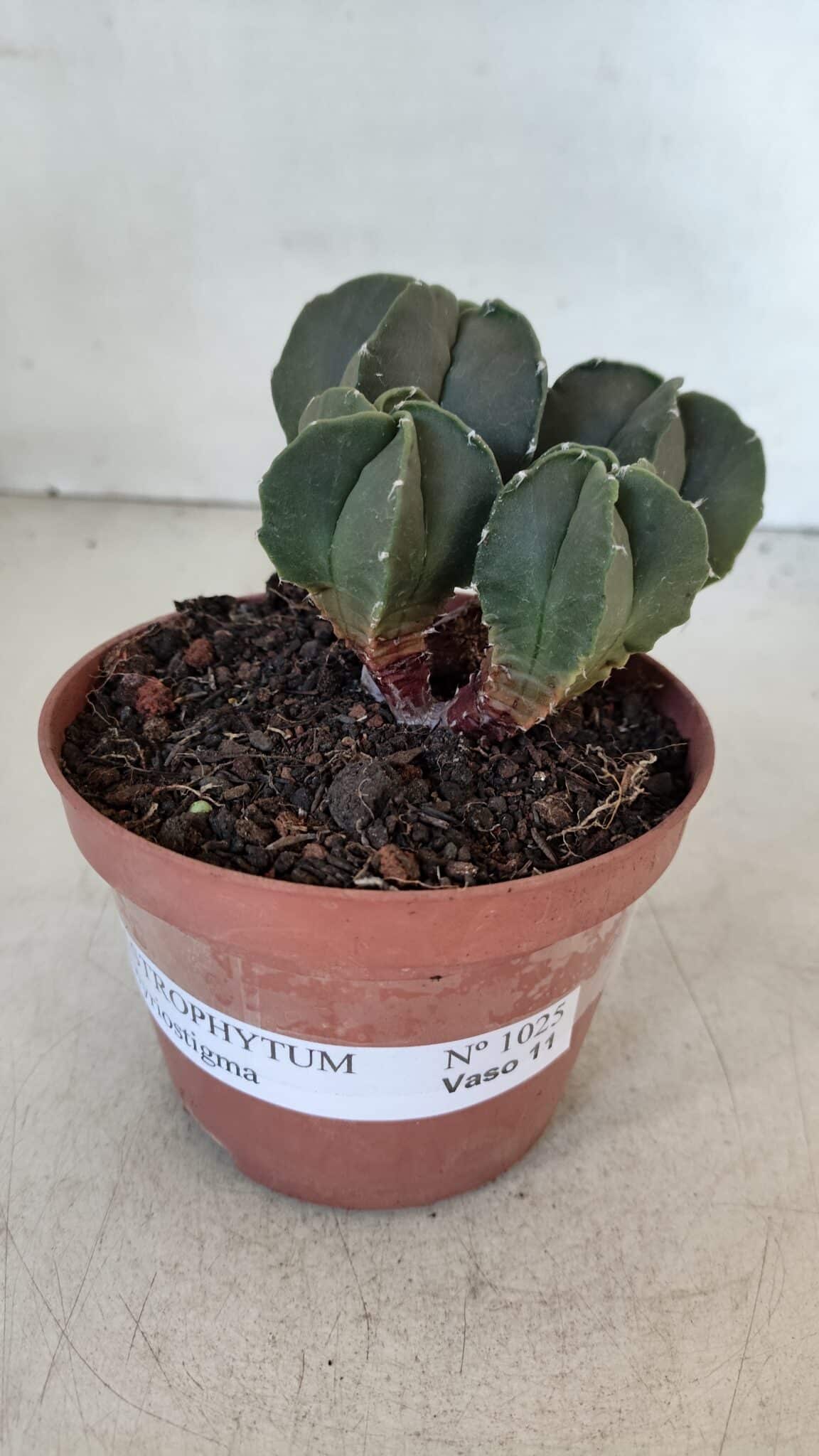 ASTROPHYTUM MYRIOSTIGMA Nº 1025 – vaso 11