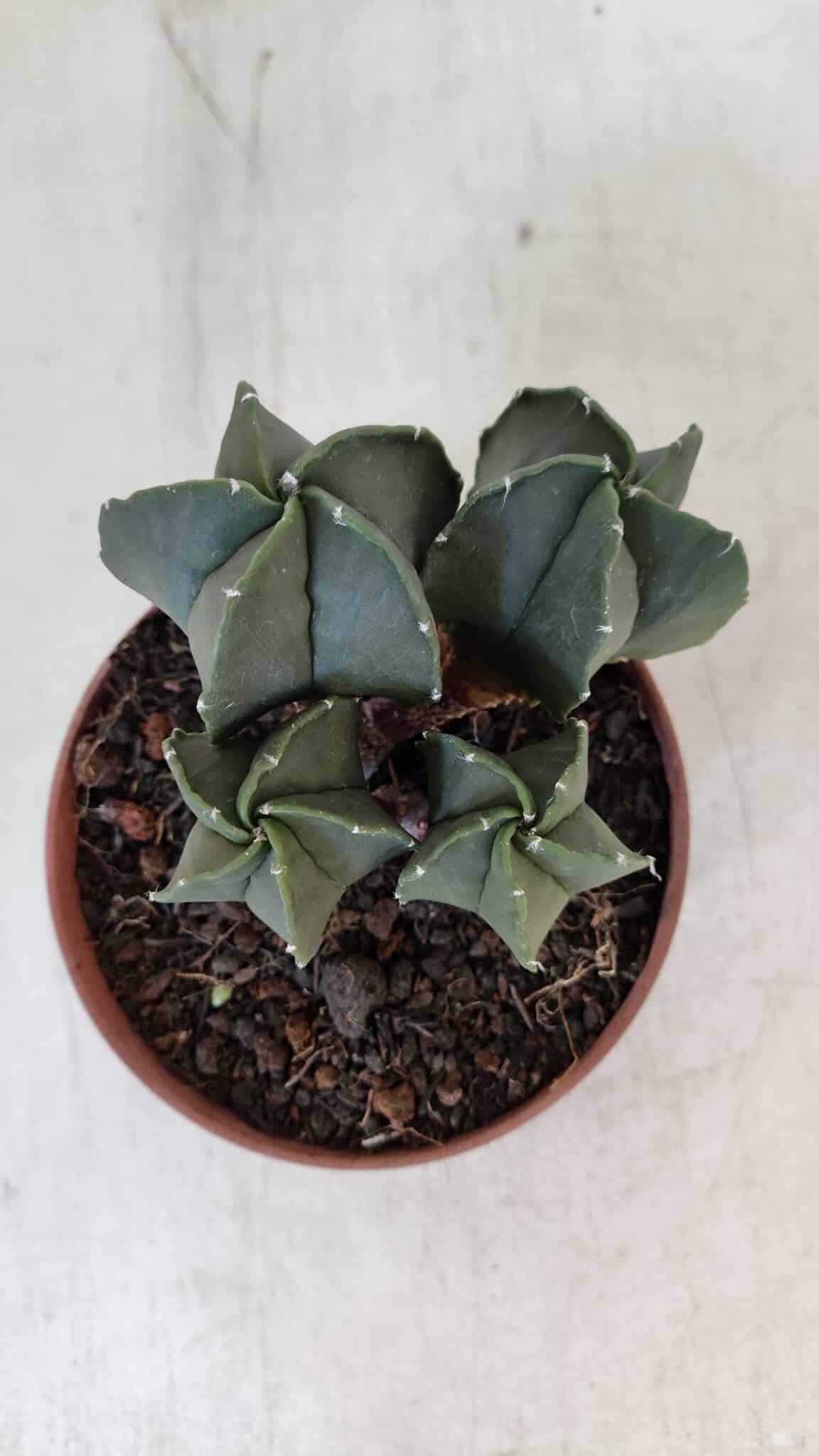 ASTROPHYTUM MYRIOSTIGMA Nº 1025 – vaso 11