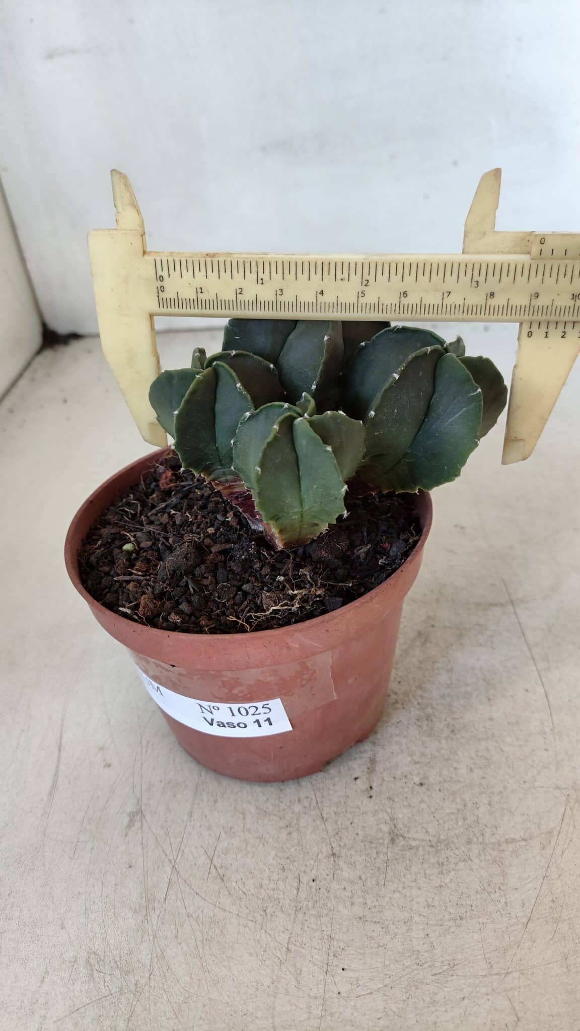 ASTROPHYTUM MYRIOSTIGMA Nº 1025 – vaso 11