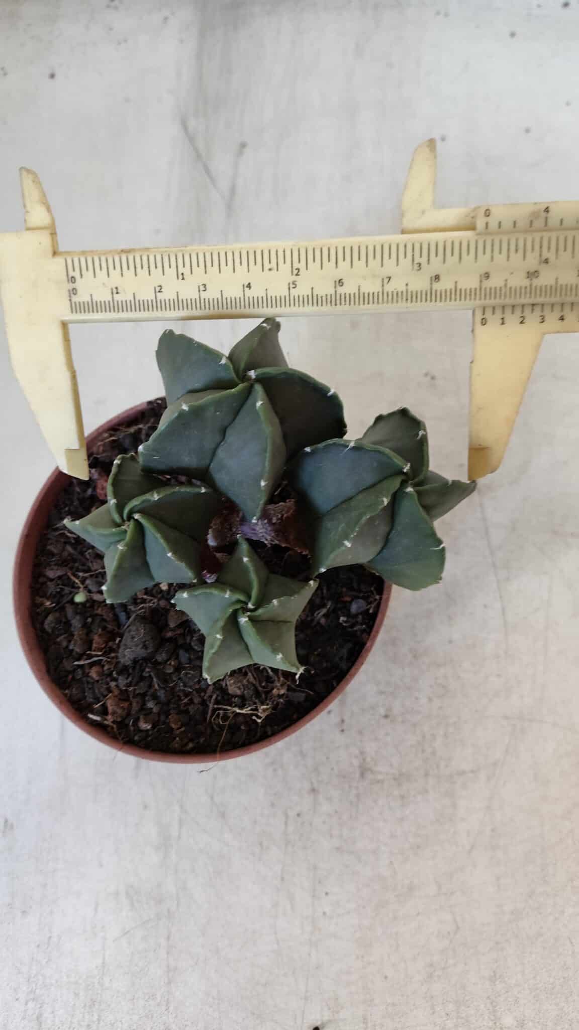 ASTROPHYTUM MYRIOSTIGMA Nº 1025 – vaso 11