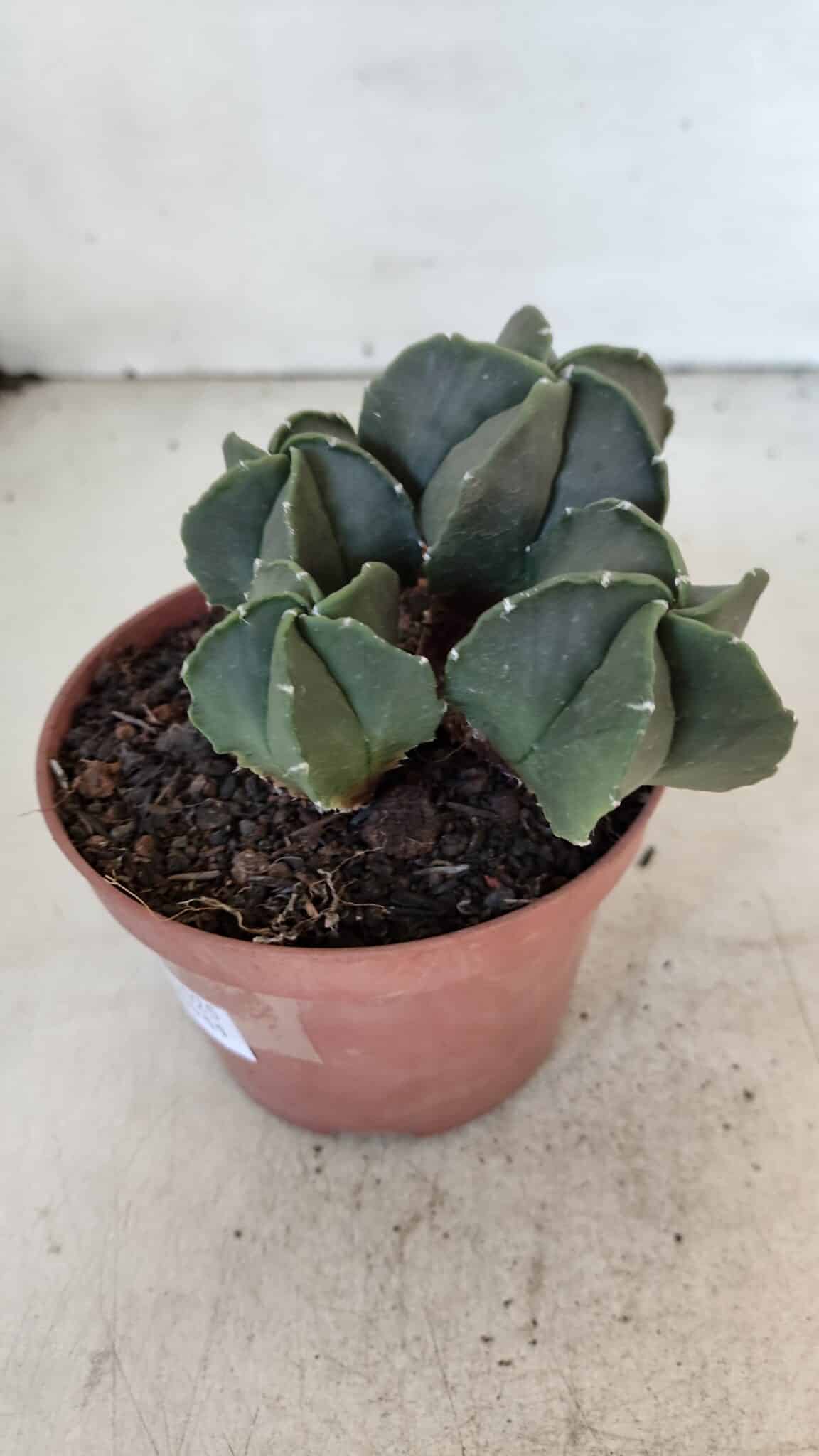 ASTROPHYTUM MYRIOSTIGMA Nº 1025 – vaso 11