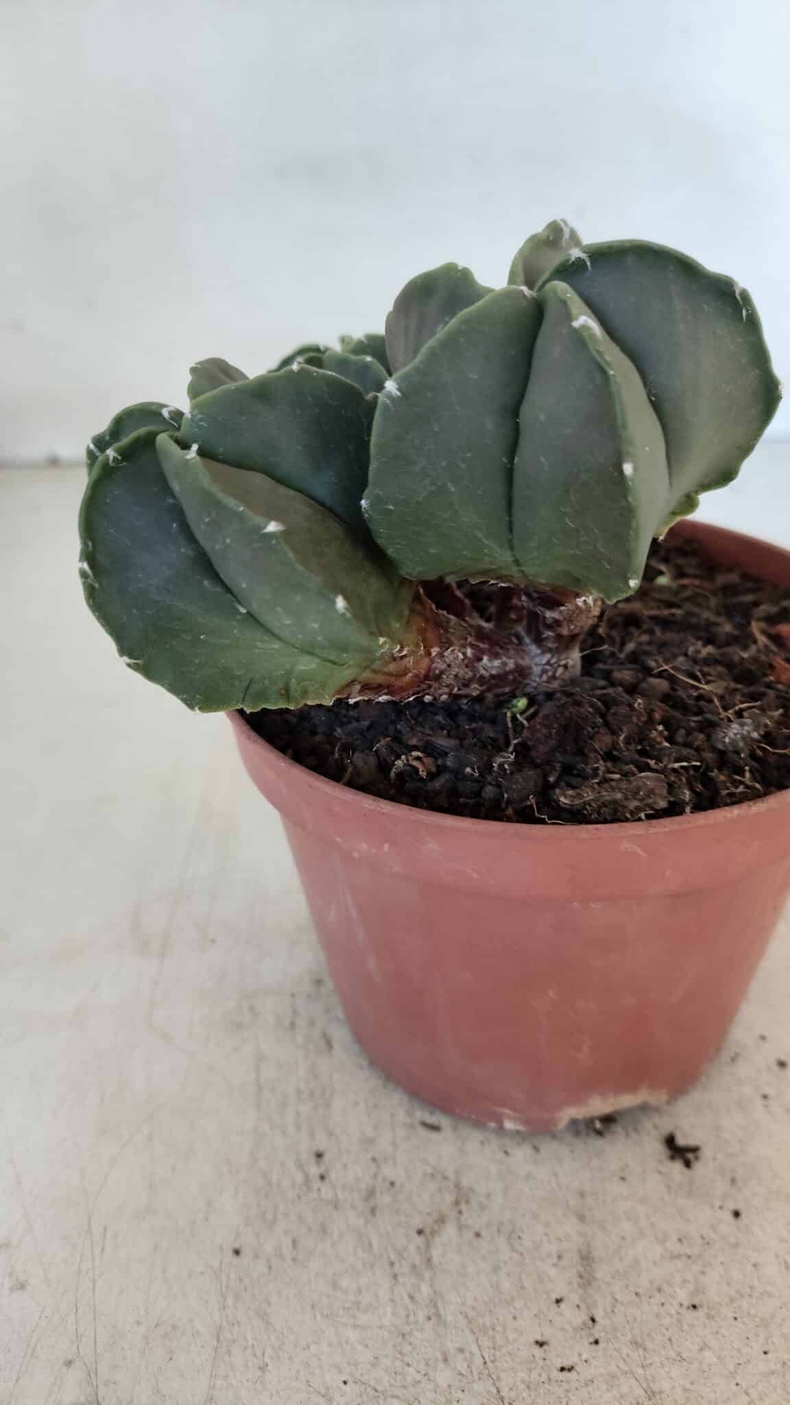 ASTROPHYTUM MYRIOSTIGMA Nº 1025 – vaso 11